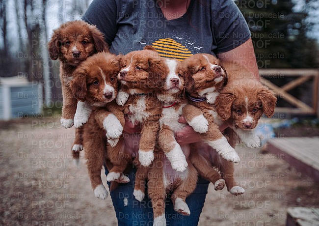 Redwing Puppies 2022