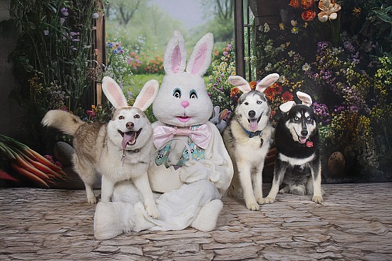 Easter Bunny at Pawsitively Pure 03/28/26