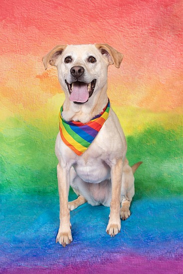 Celebrate Pride and Father's Day at The Sanctuary for Senior Dogs  6/7 & 6/8/26