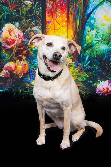 Summer at The Sanctuary for Senior Dogs  8/16/26