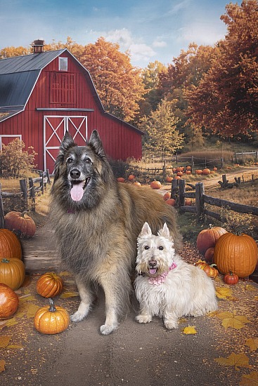 The Sanctuary for Senior Dogs presents The Scoop!