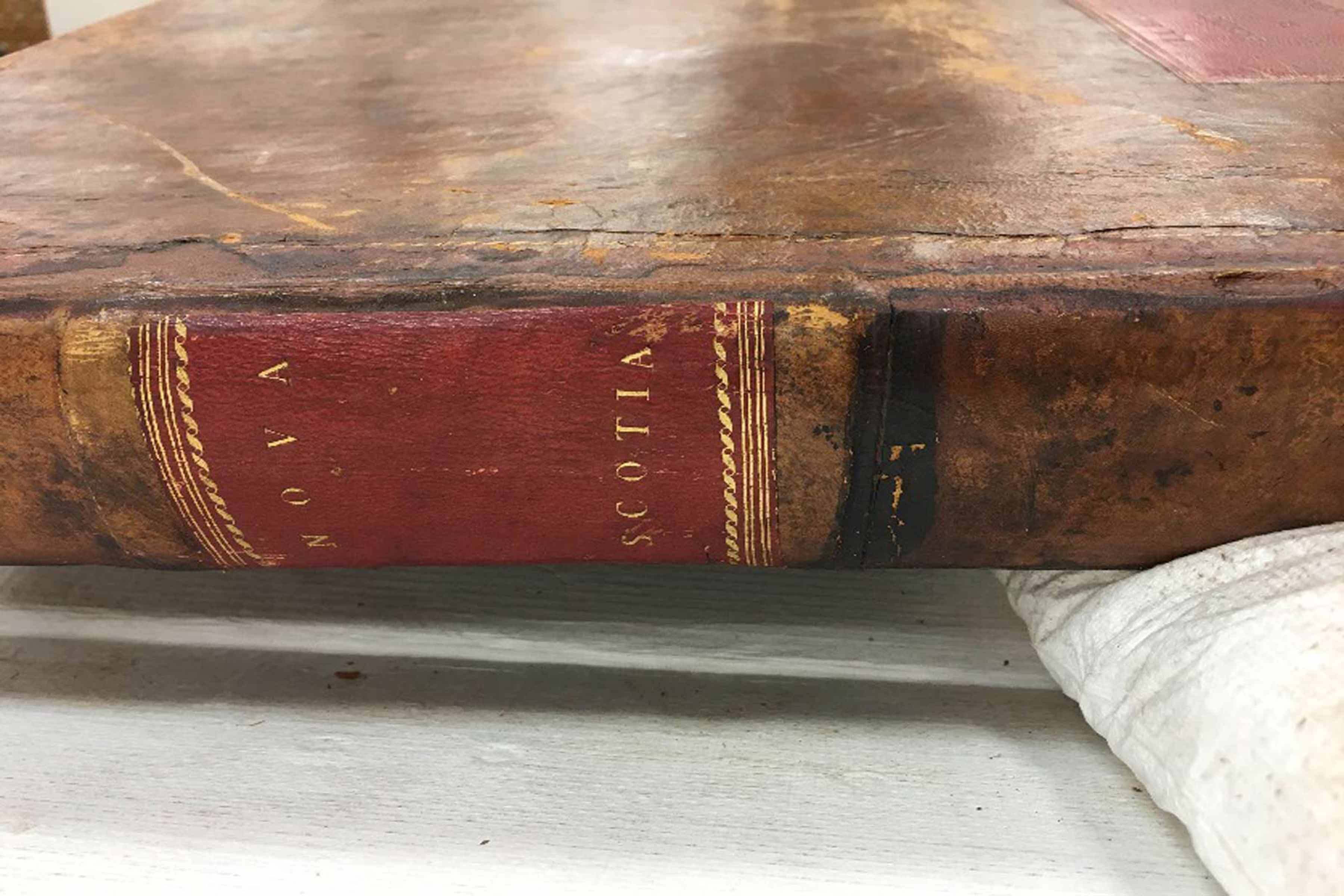 American Neptune 1 Spine