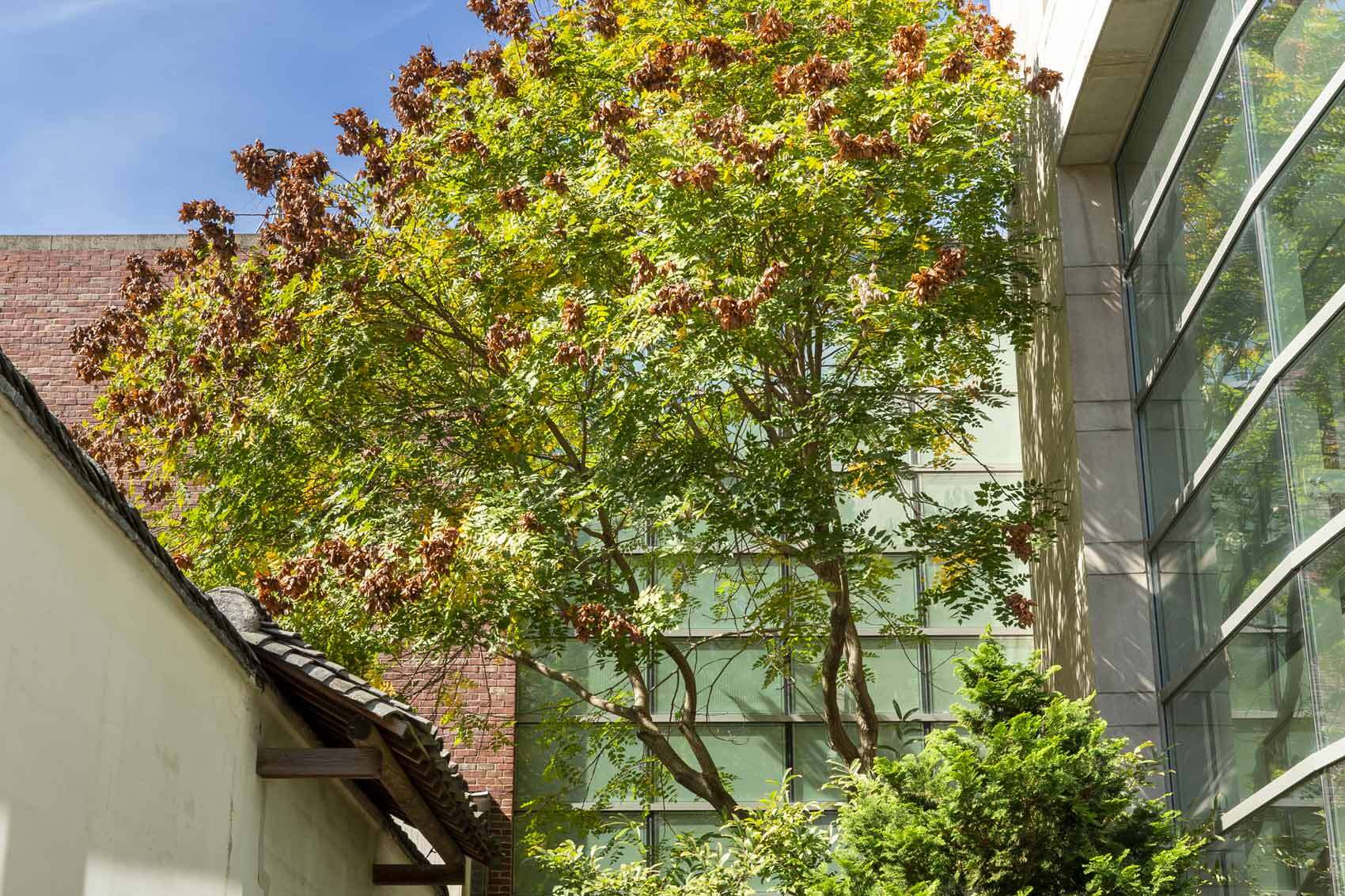 Trees Through Time: A Tree Trek Through Salem’s McIntire District