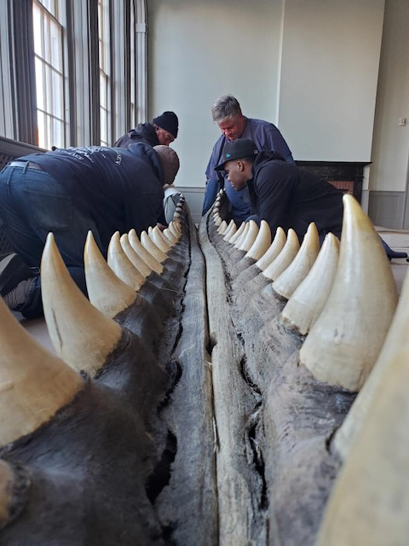 The Collection team moving a Whale jaw