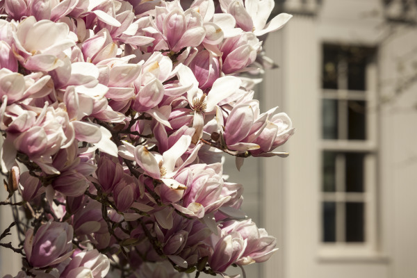 Essex Federal Garden, Spring Foliage, Photo by Walter Silver/PEM.