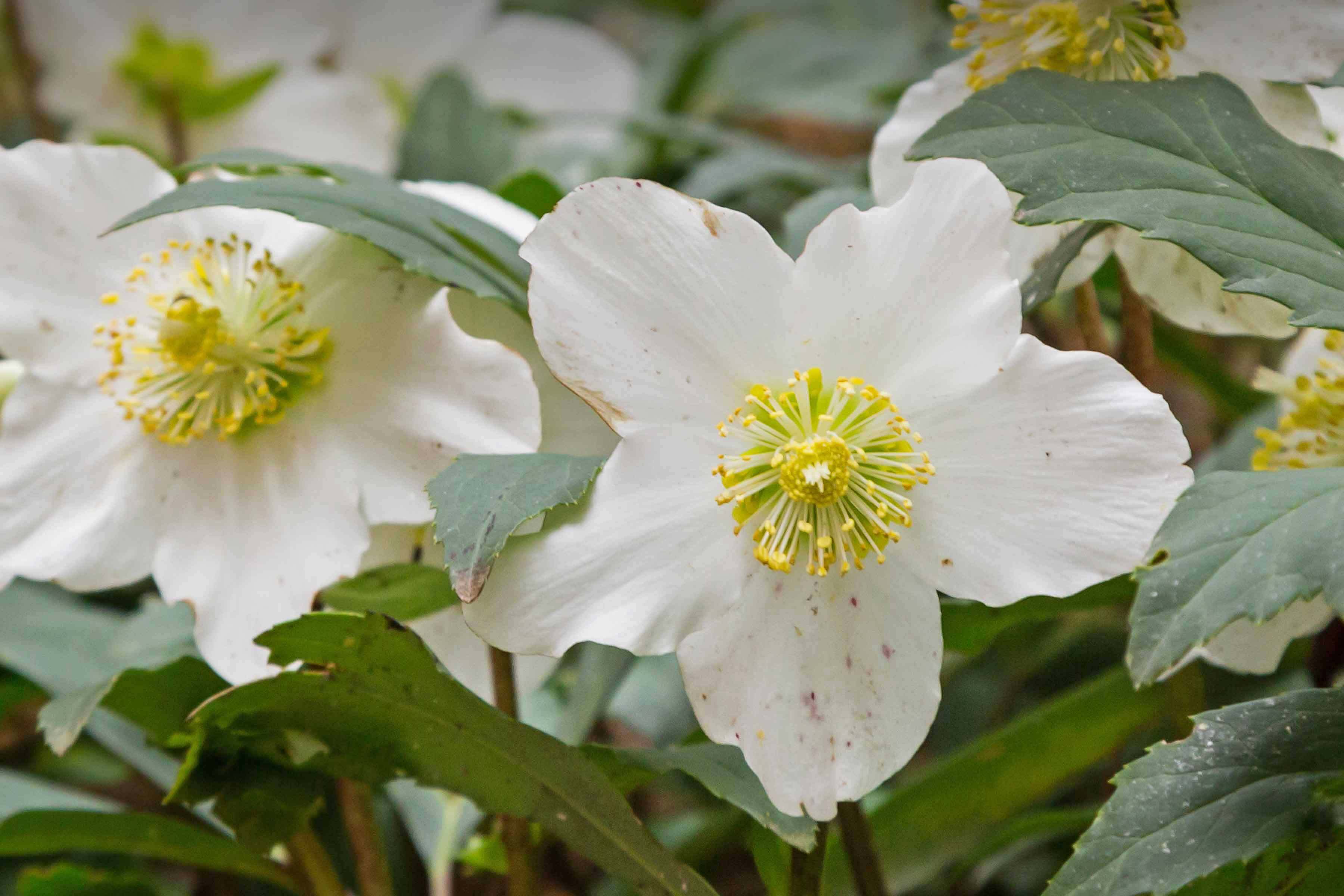 Asian Gardens at the Phillips Library