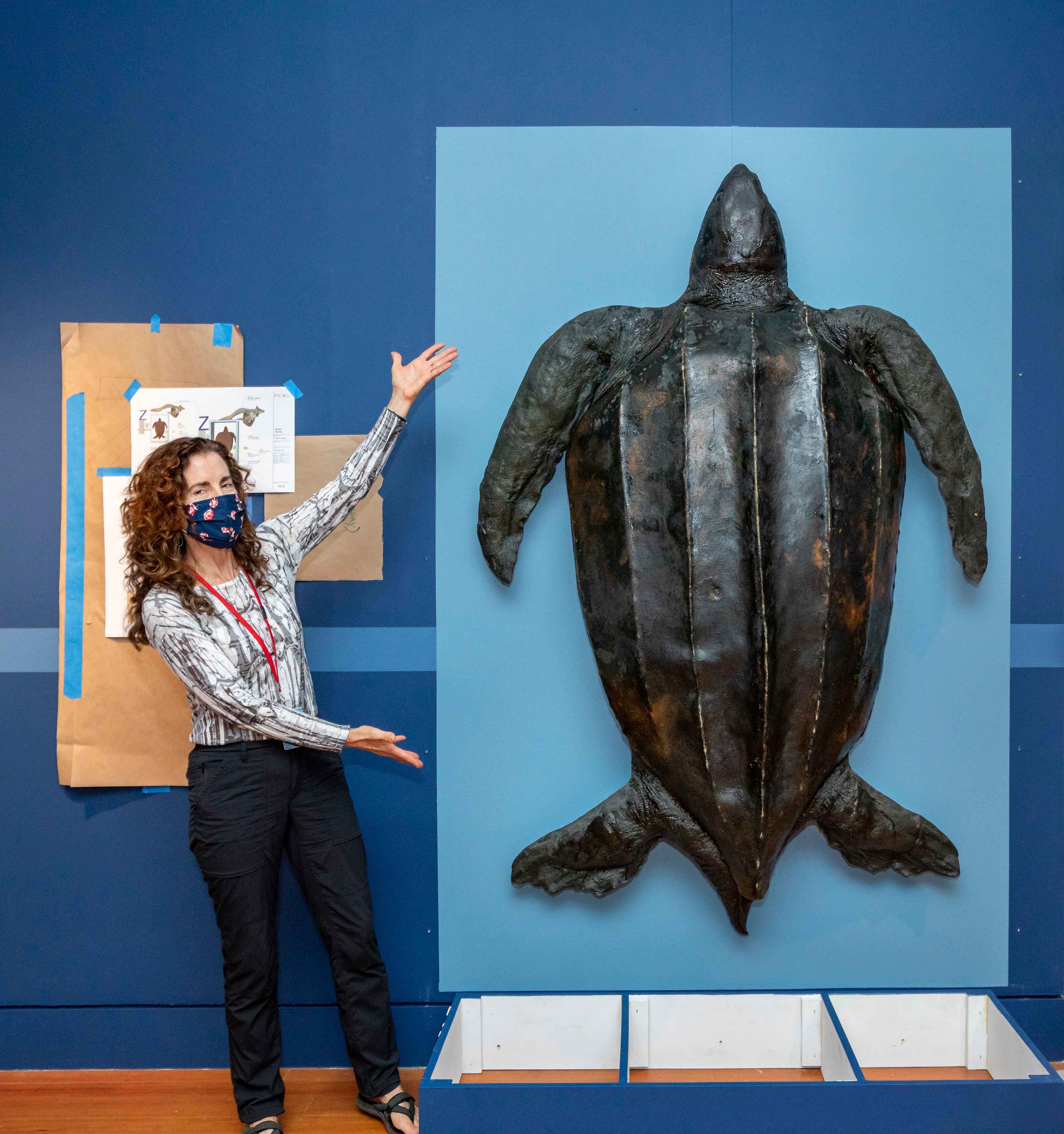 Jane Winchell, Director of PEM's Dotty Brown Art & Nature Center and Curator of Natural History, stands beside our leatherback turtle (Dermochelys coriacea). Photo by Kathy Tarantola/PEM.