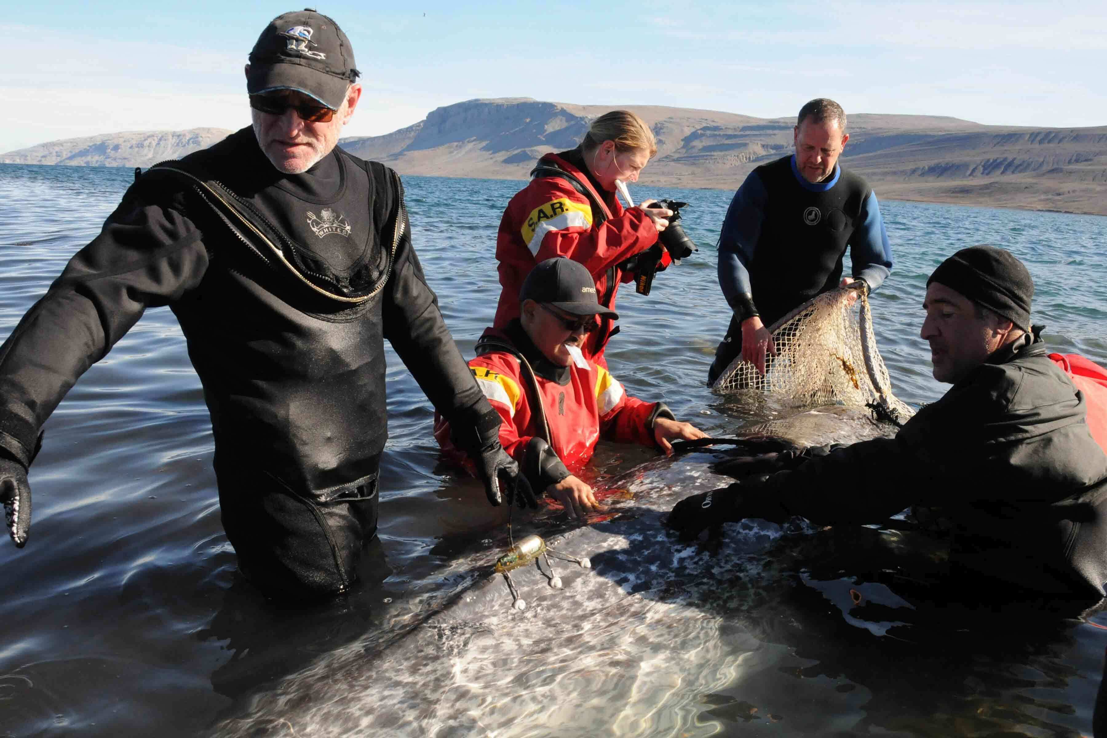 A conversation with the organizing curator of Narwhal: Revealing an Arctic Legend