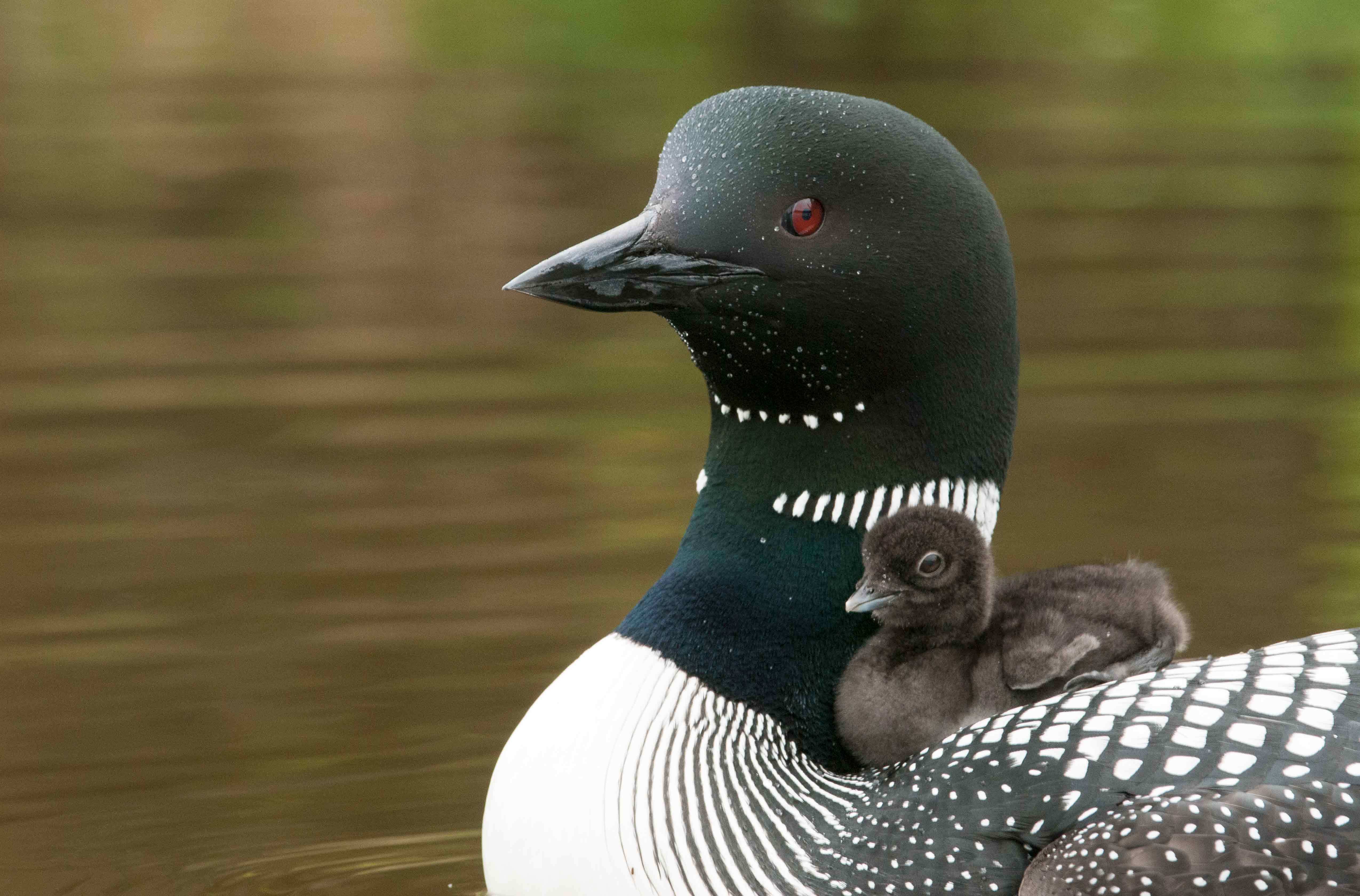 A loon with its chick. © Tom Walker. All Rights Reserved.