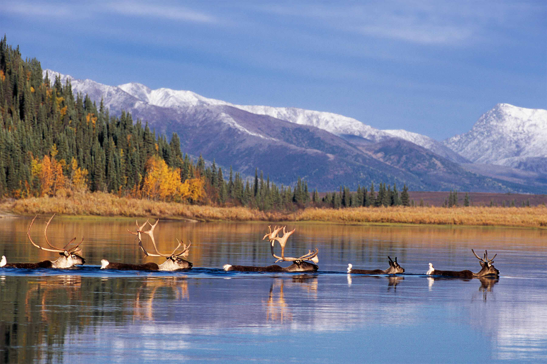 Journey deep into the trees with Knowing Nature: Stories of the Boreal Forest