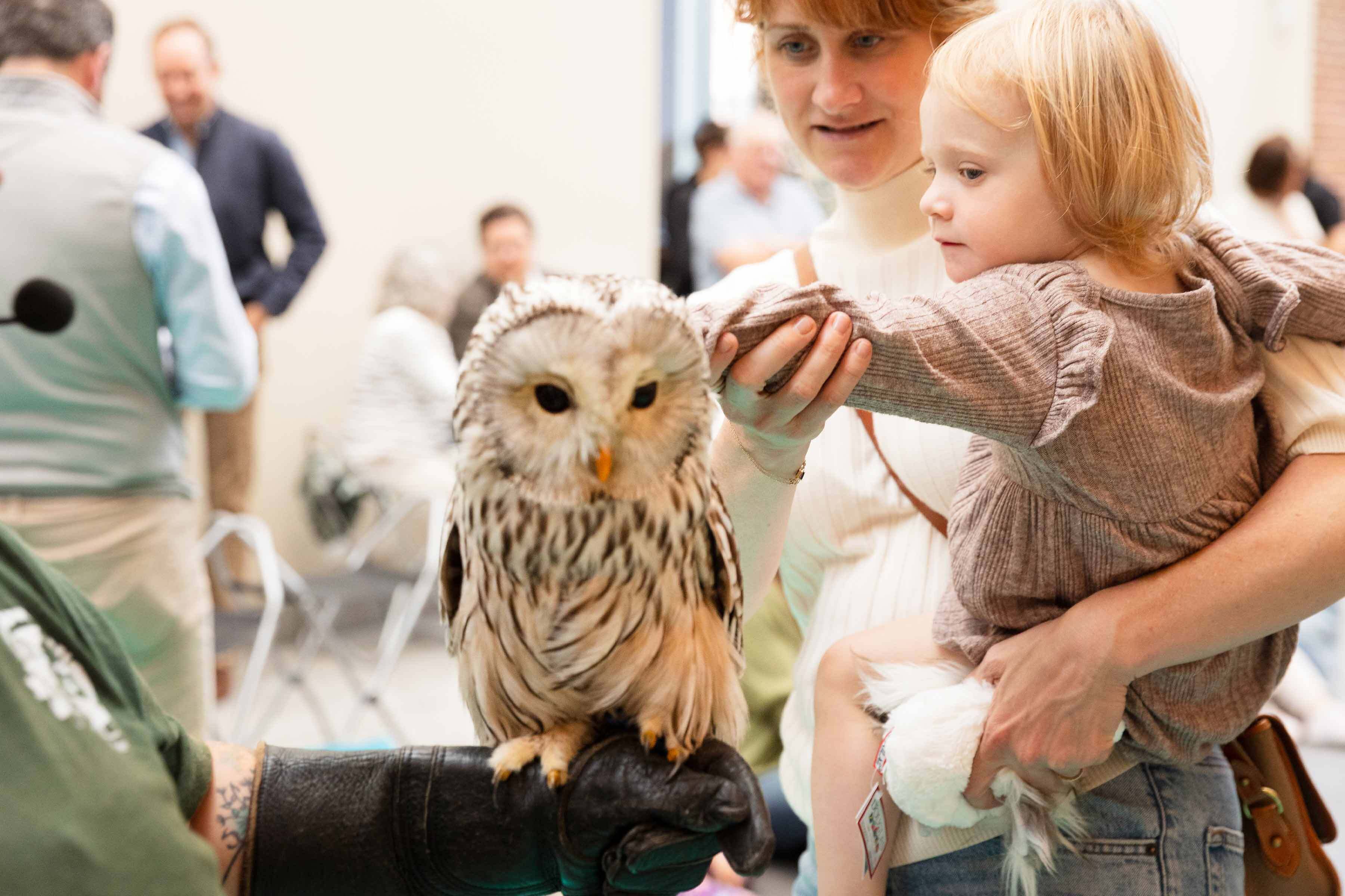 A small child reaches out to touch an owl perching on a handler’s wrist.