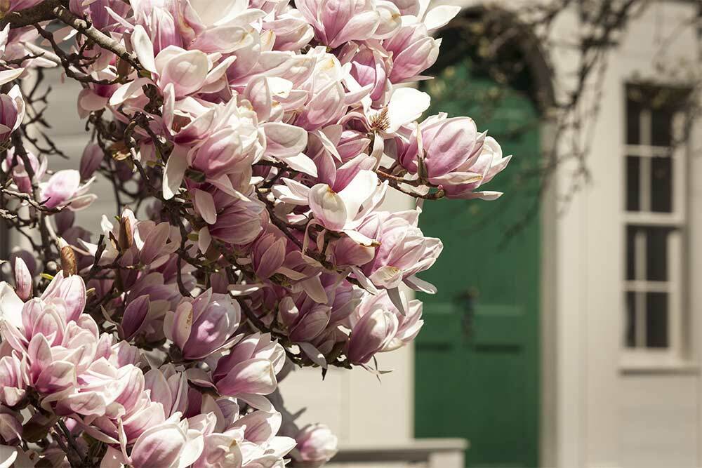 Essex Federal Garden, Spring Foliage, Photo by Walter Silver/PEM.