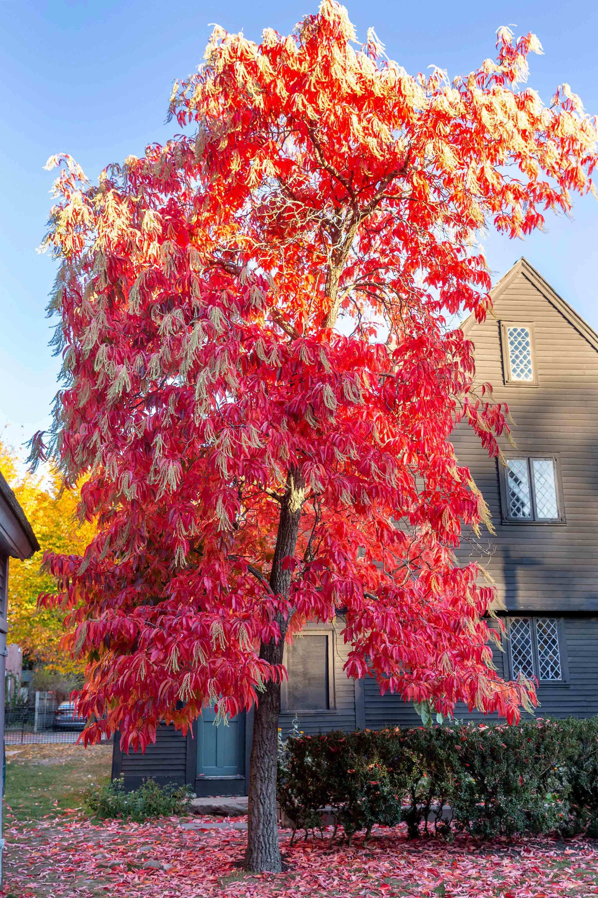 Autumnal sourwood tree next to the John Ward House