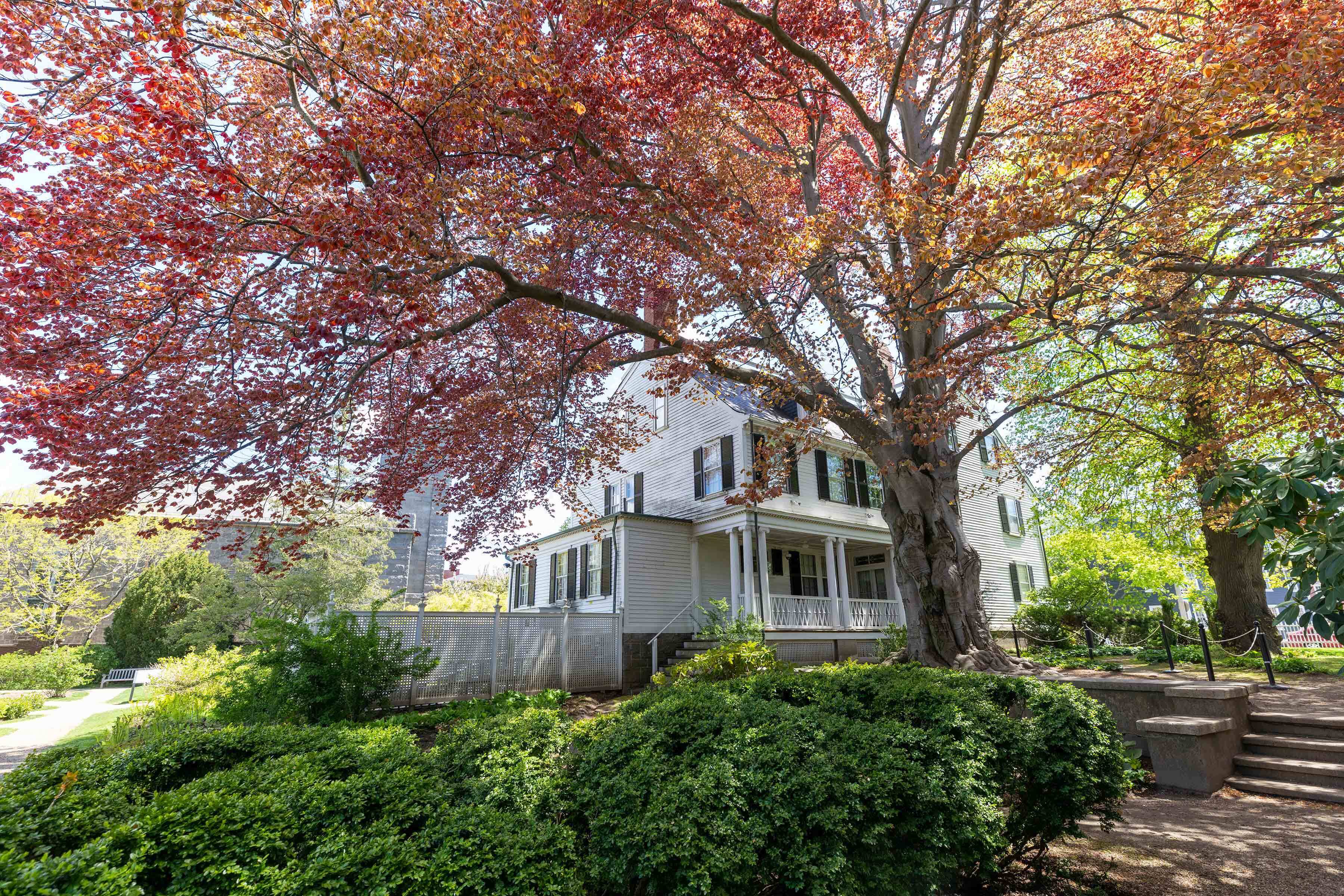 Copper beech tree in the Ropes Mansion Garden