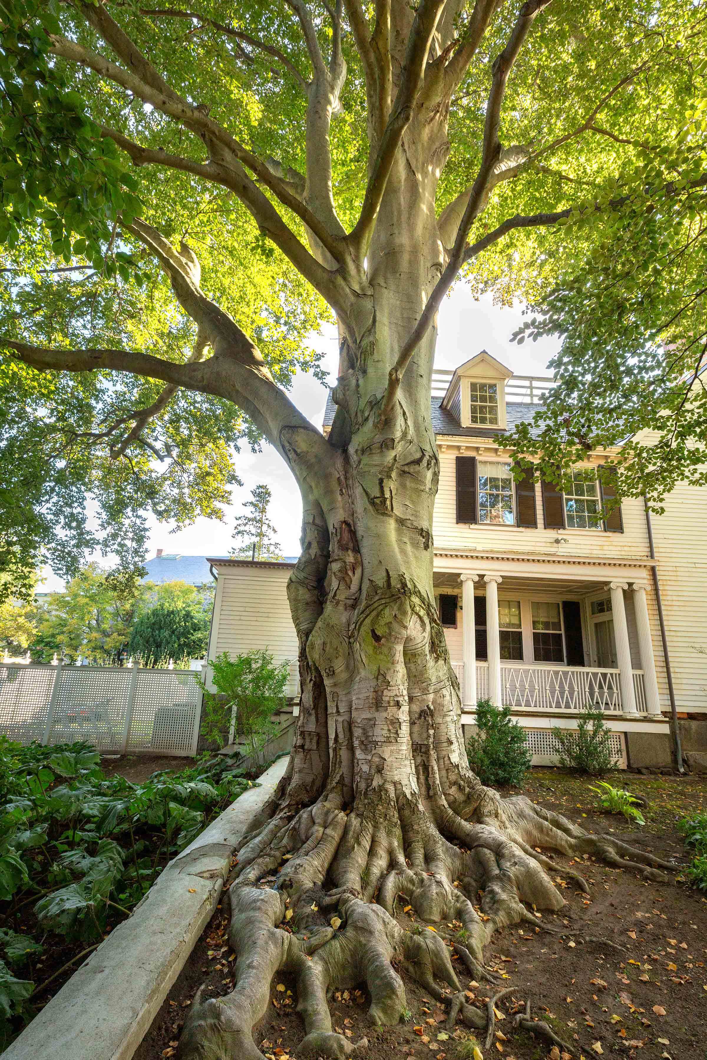 Copper beech tree in the Ropes Mansion Garden