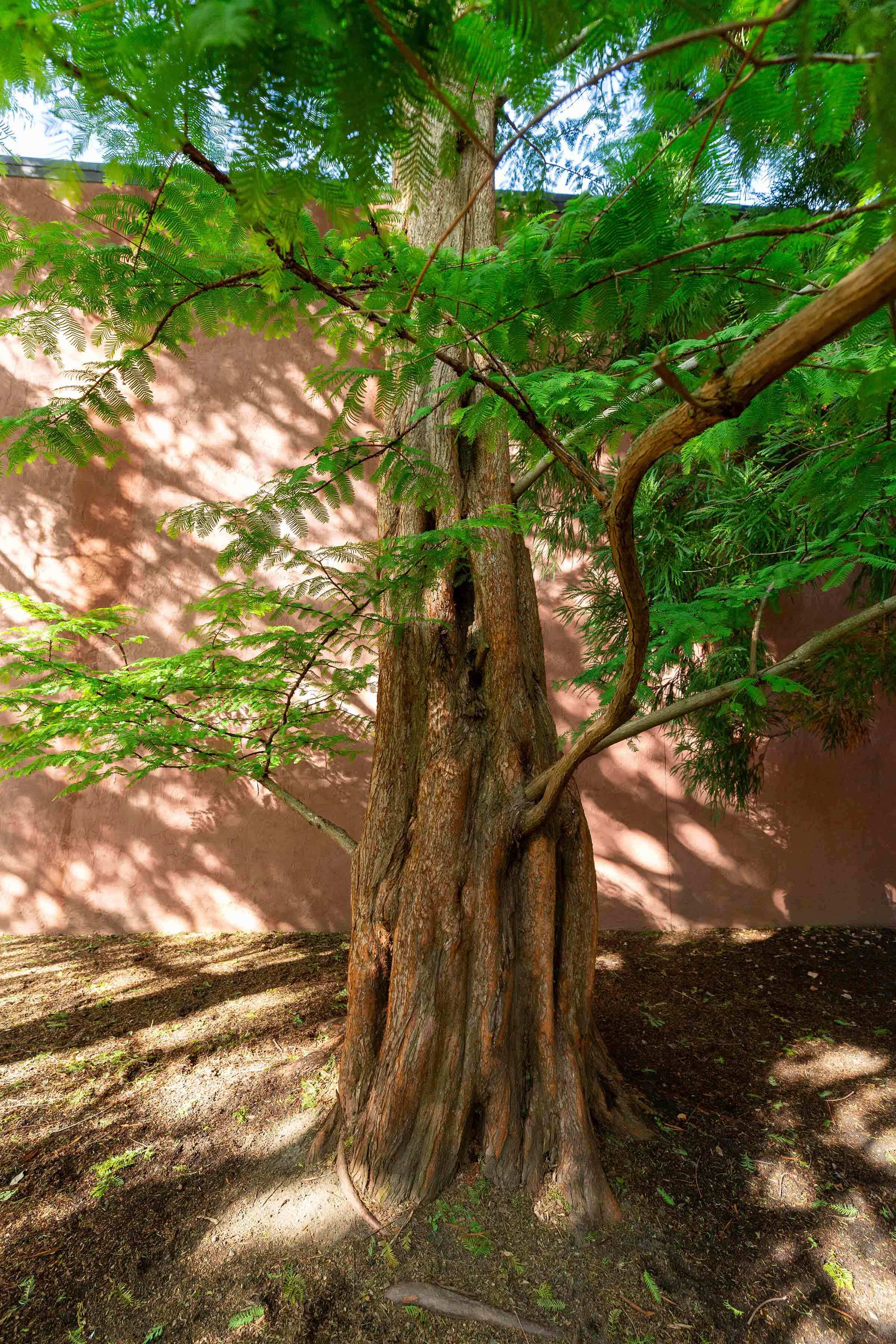 Sun filtering through the canopy of a dawn redwood tree