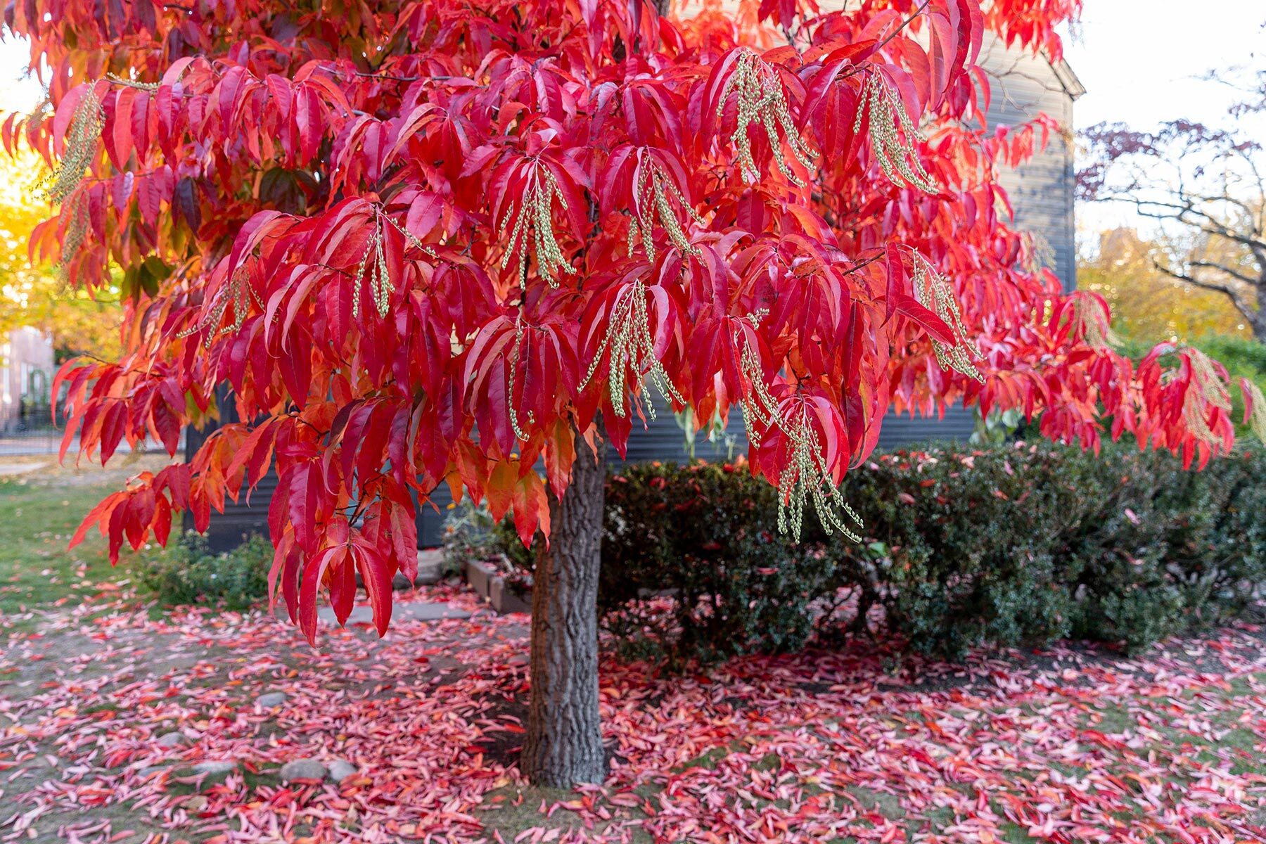 Autumnal sourwood tree next to the John Ward House
