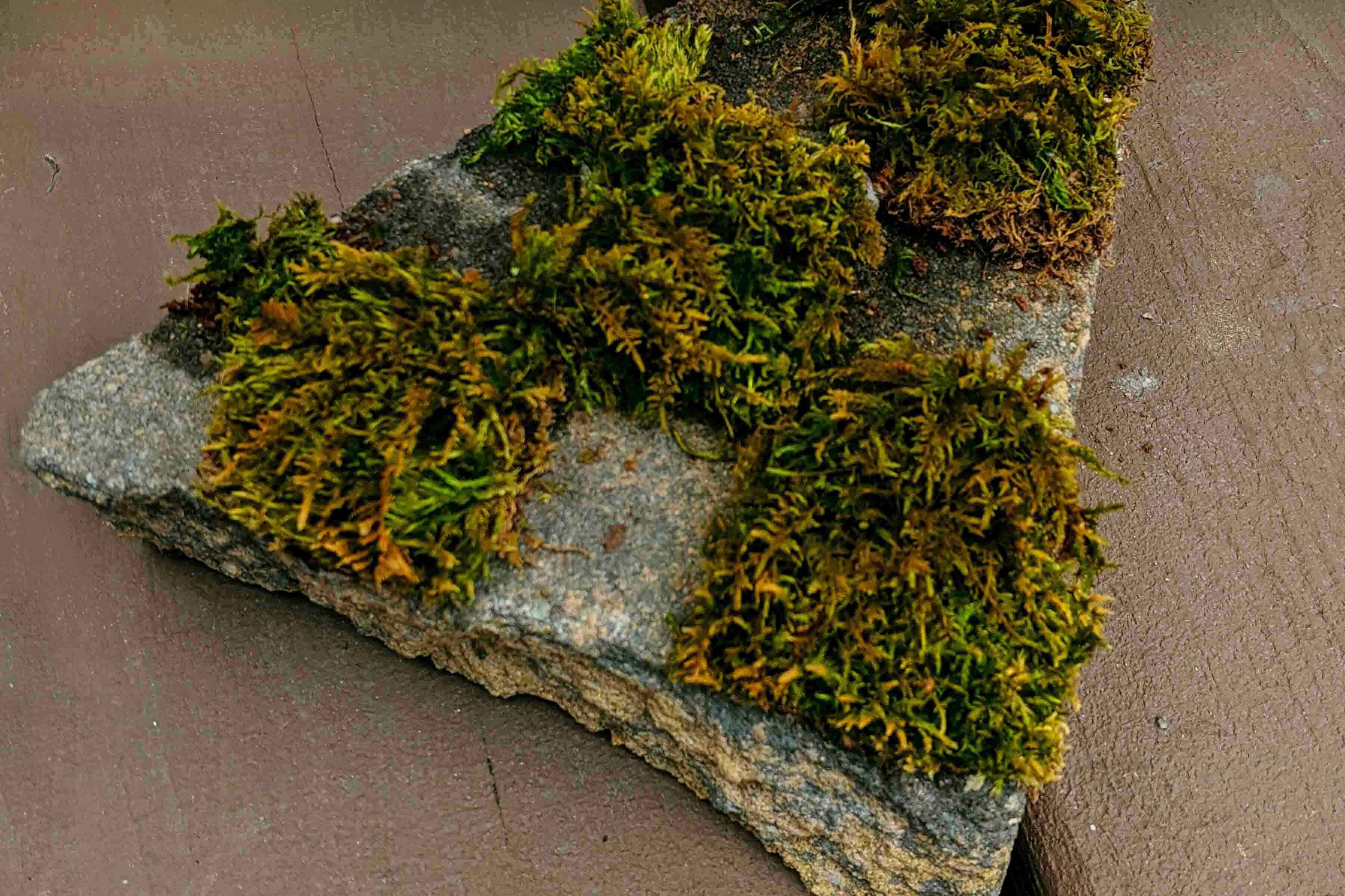 Moss Graffiti