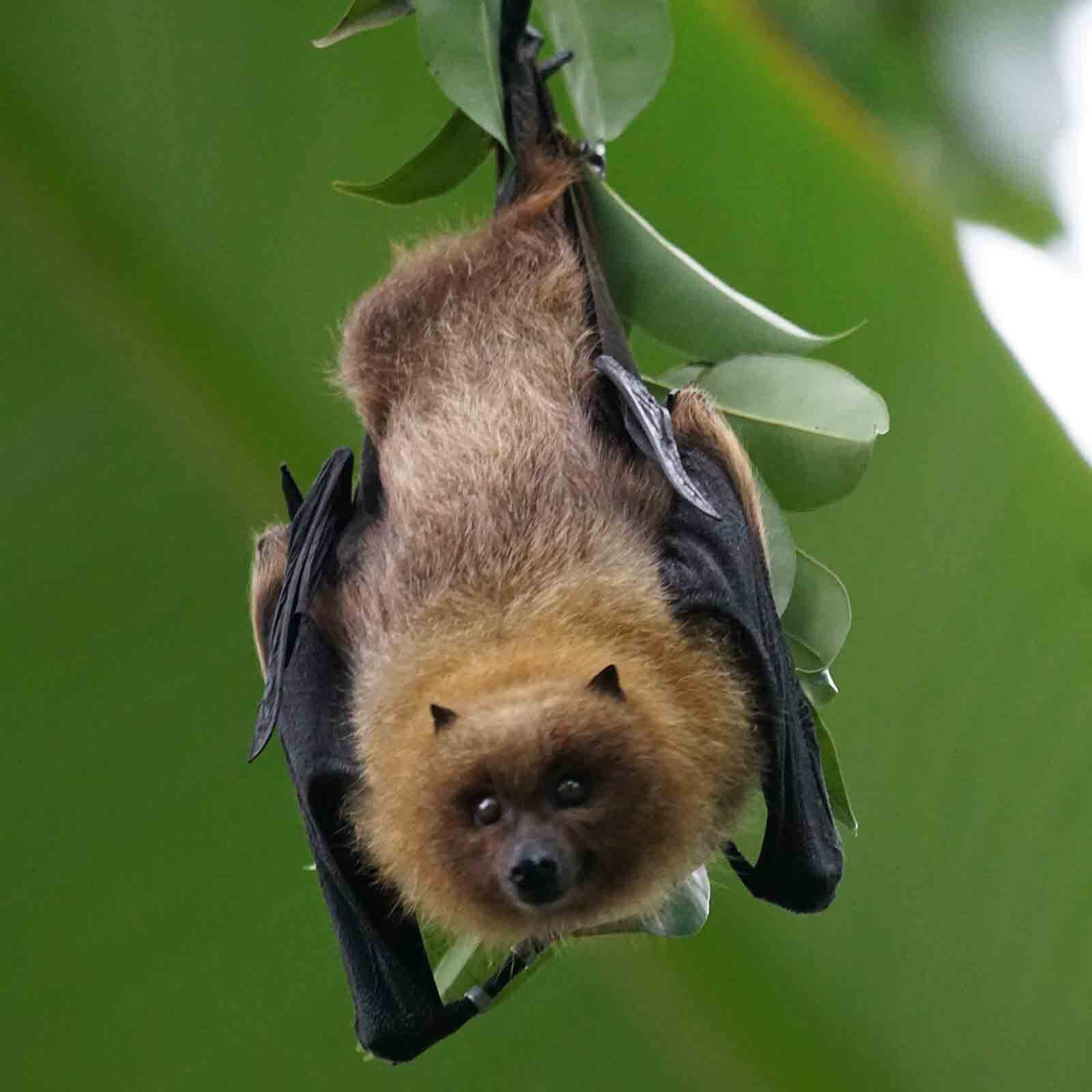 A golden-brown fruit bat hangs upside down from a leafy green branch.
