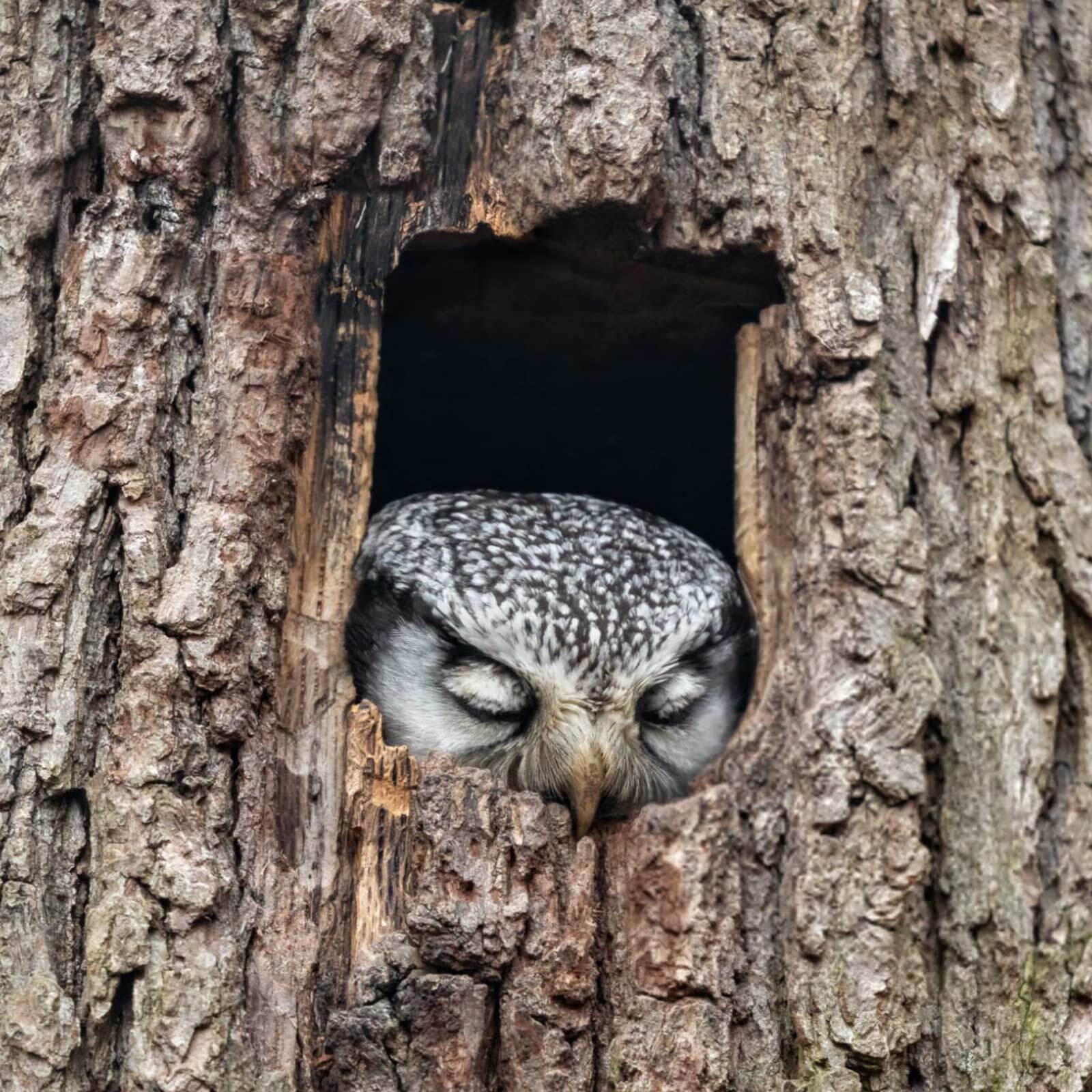 Northern hawk owl nestled asleep in a tree
