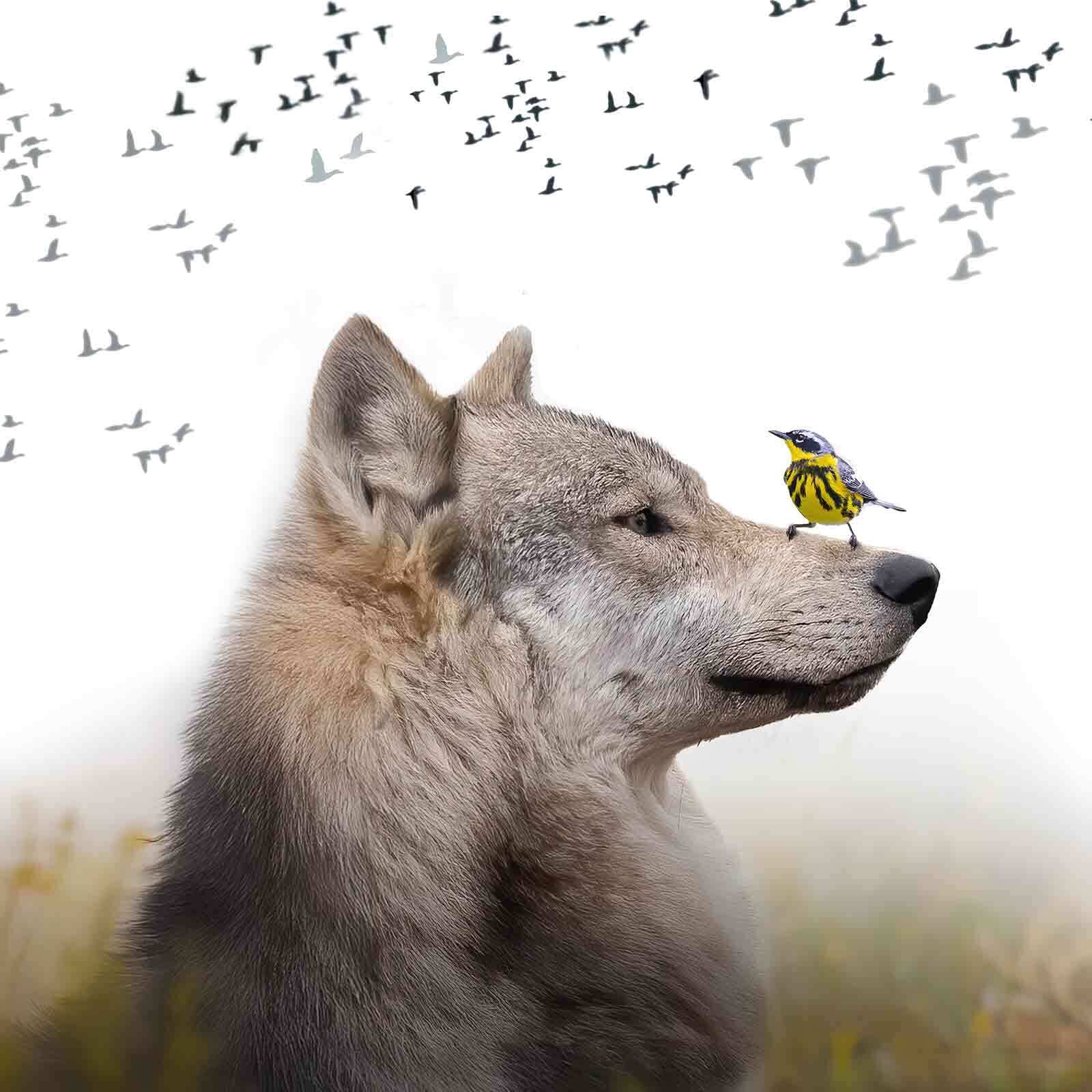 Flyway of Life film poster featuring wolf and bird