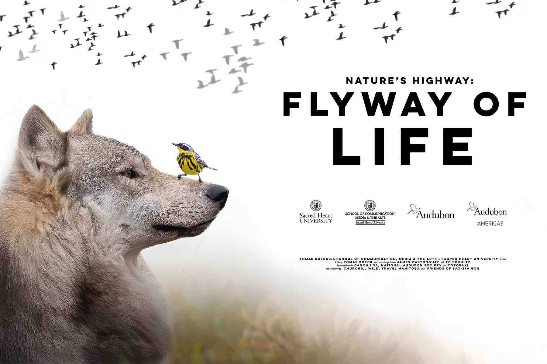 Flyway of Life film poster featuring wolf and bird