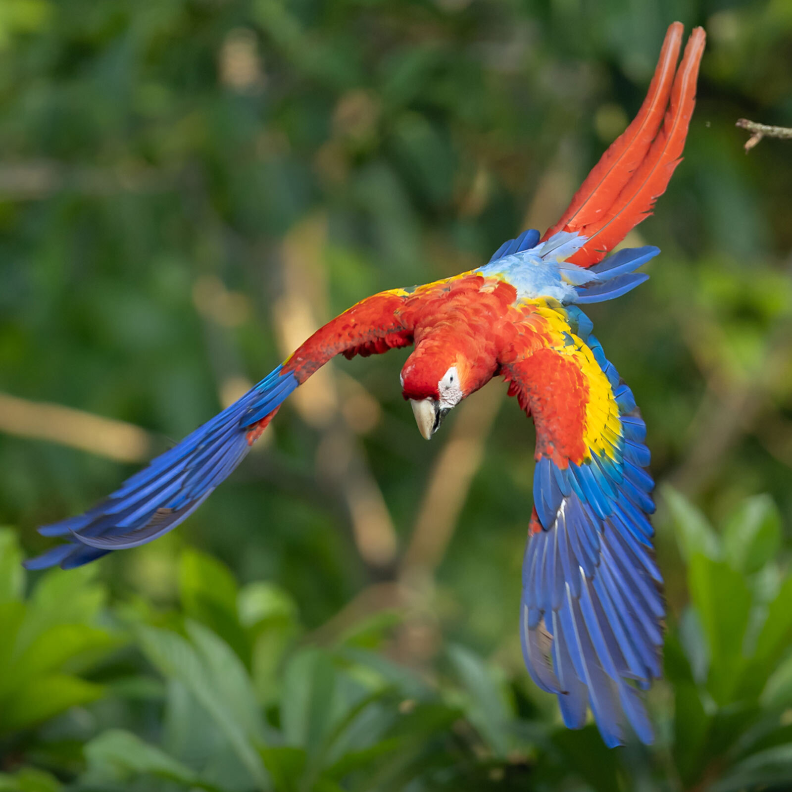 Scarlet macaw flying through the rainforest