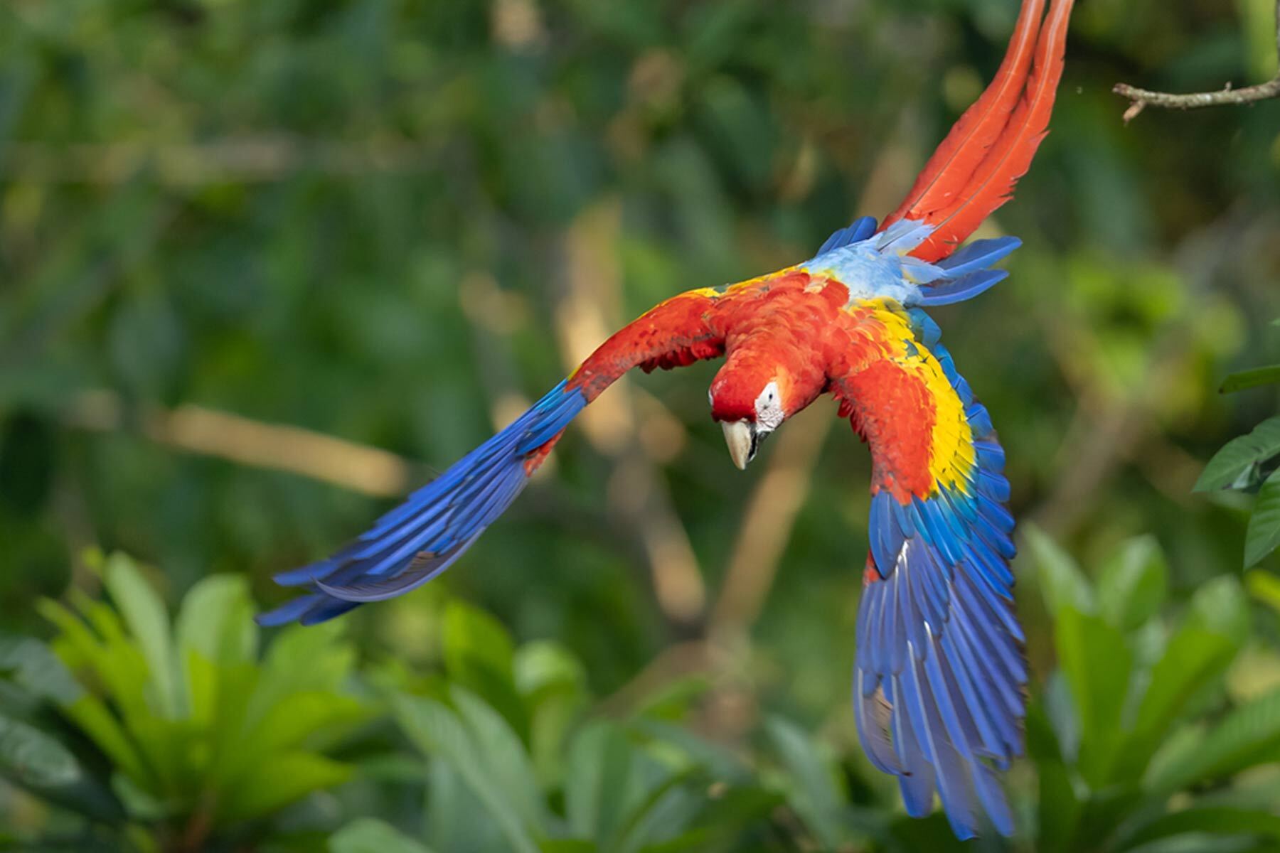 ECOC Lecture: Hornbills, Macaws and Birds of Paradise