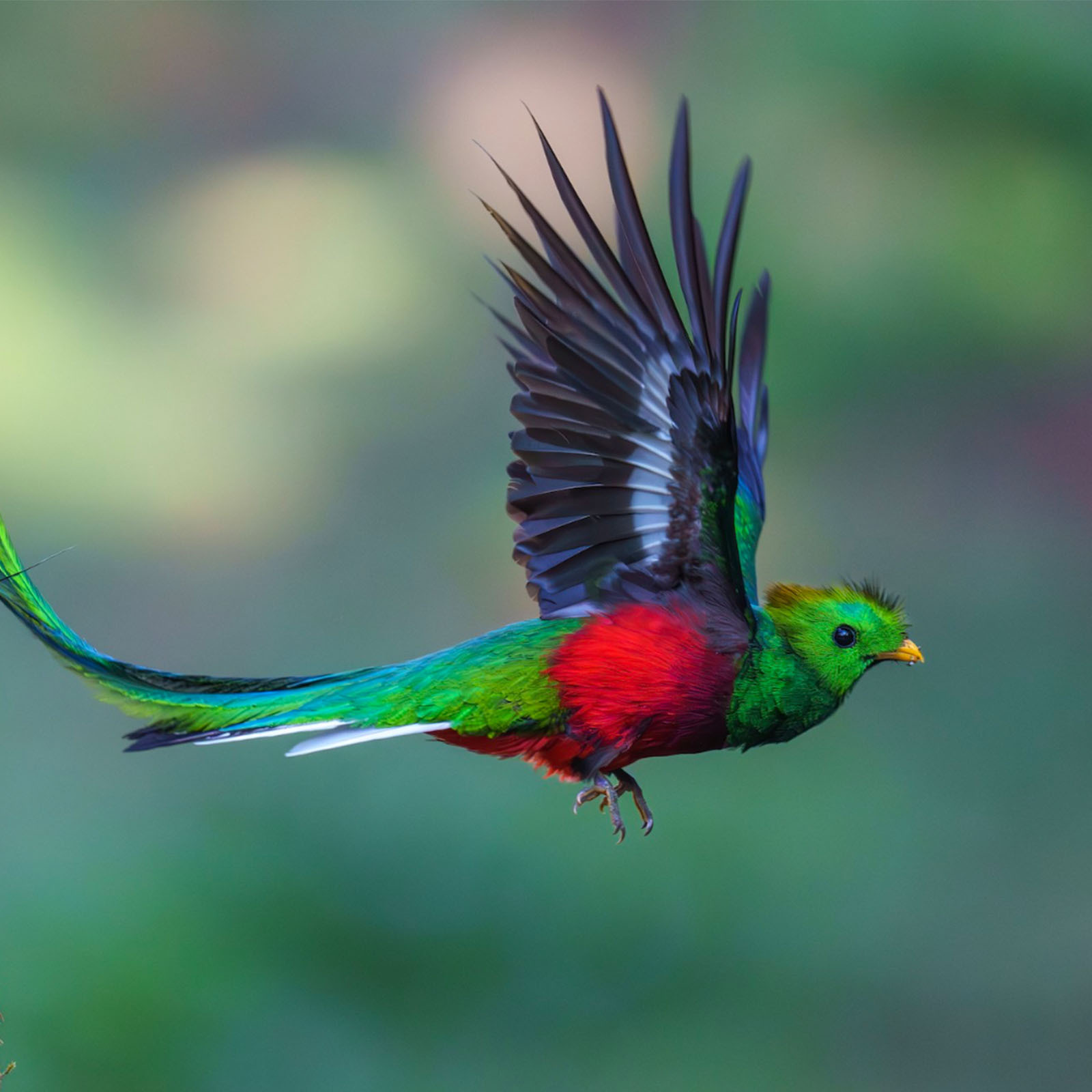 Male Resplendent Quetzal leaving its nesting hole.