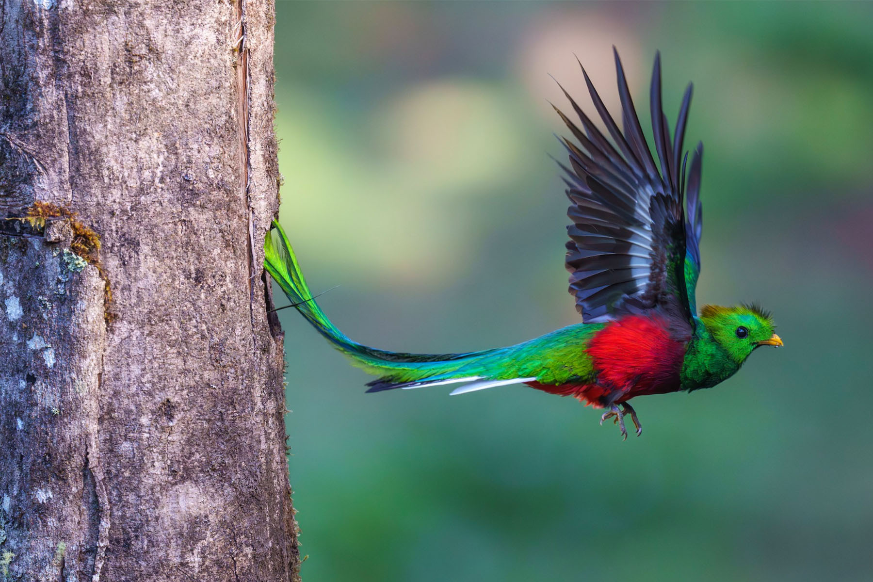 ECOC Lecture: The Resplendent Quetzal