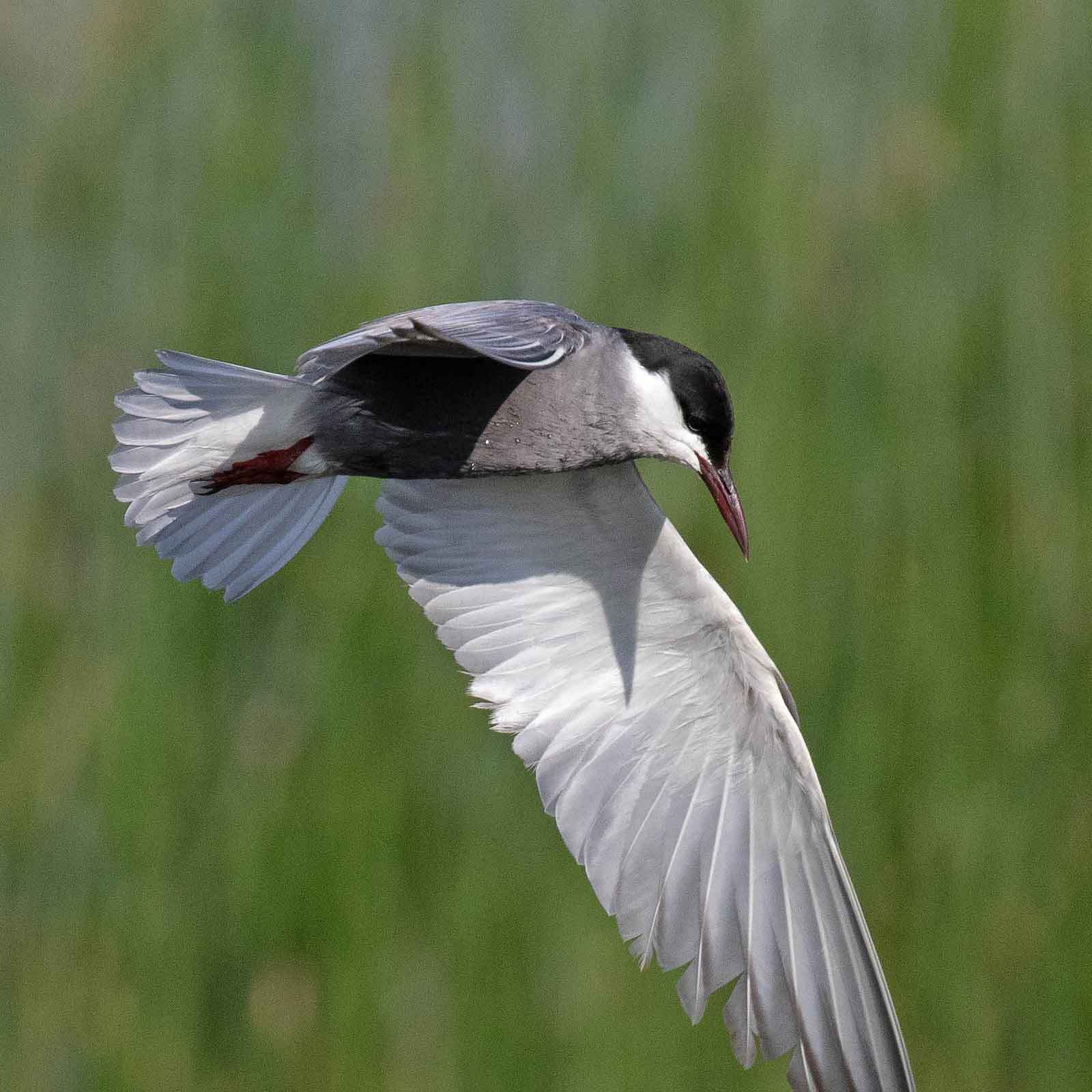 Whiskered tern flying in the Danube River delta