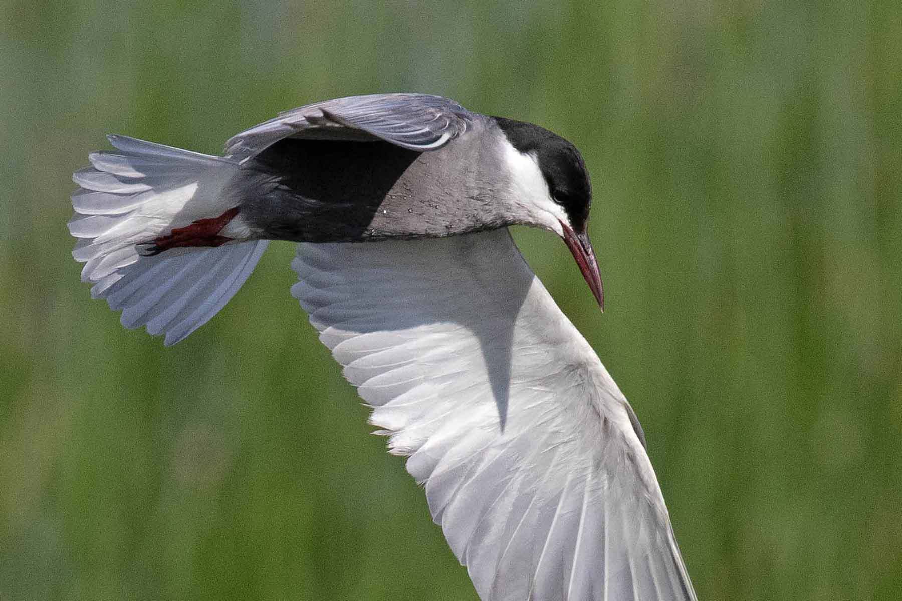 ECOC Lecture: Saving Birds to Save the Planet