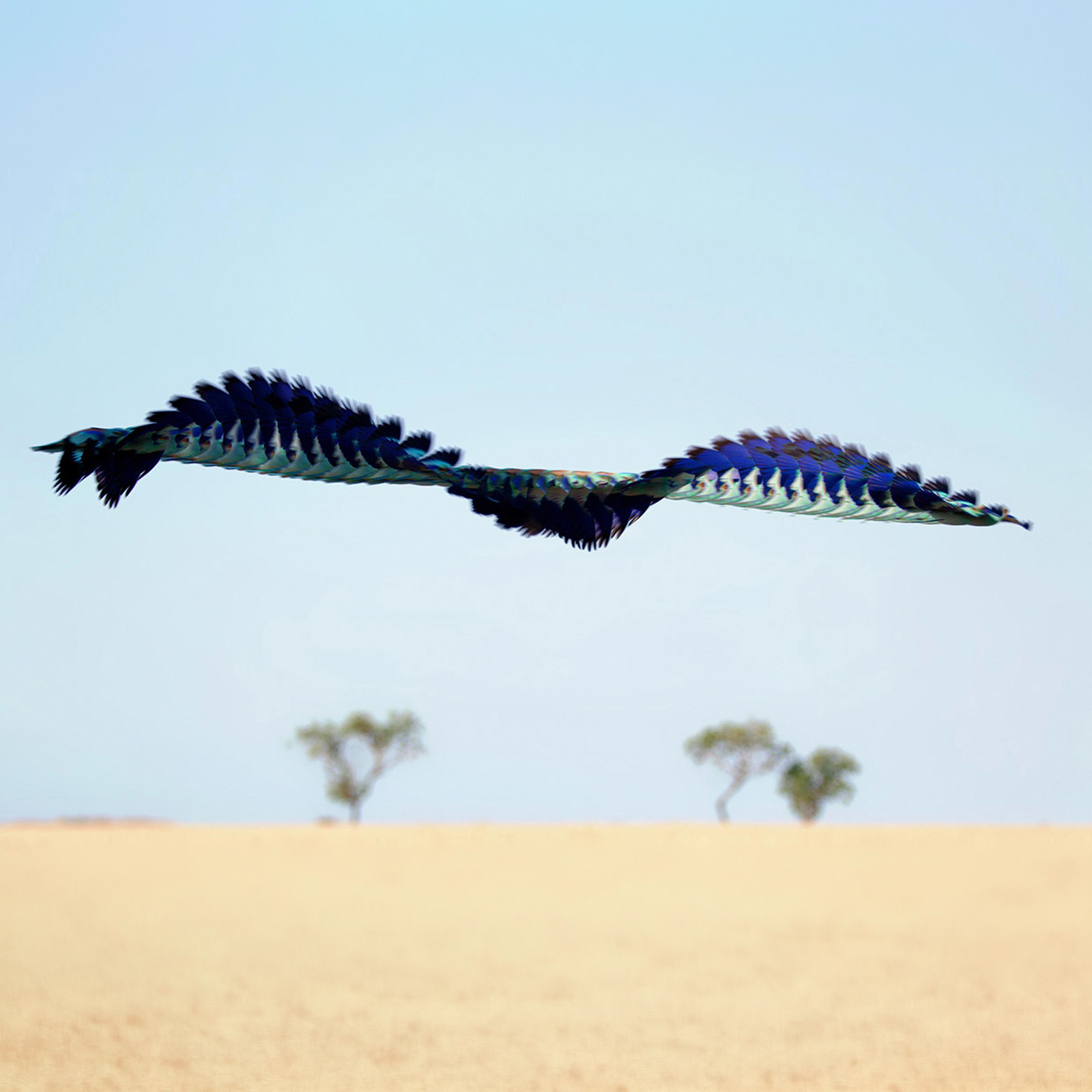 Ornithographies #89, digital photograph by Xavi Bou, not dated. Mass Audubon Collection; Gift of Alfred Chandler, 2021.