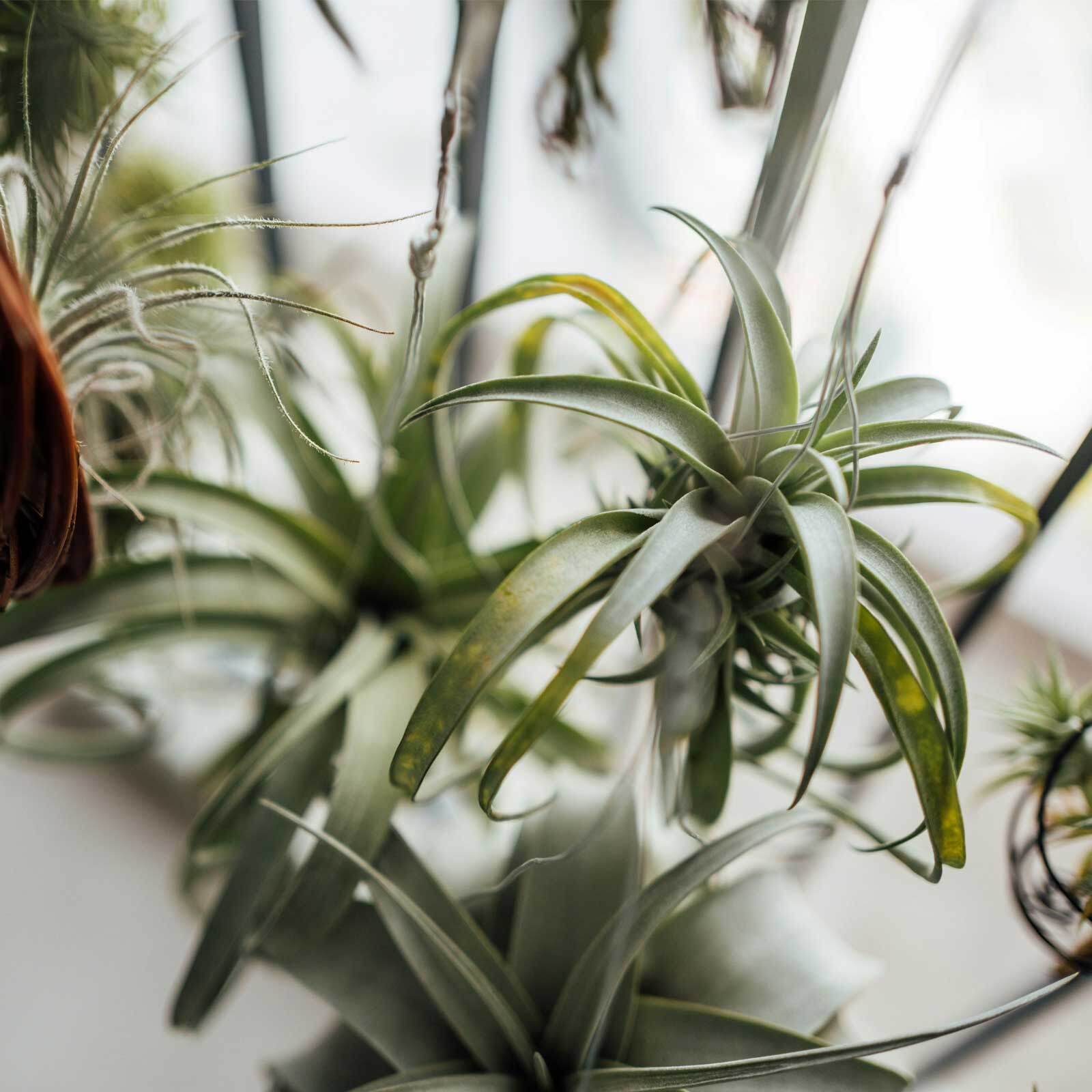 Air plant next to a window