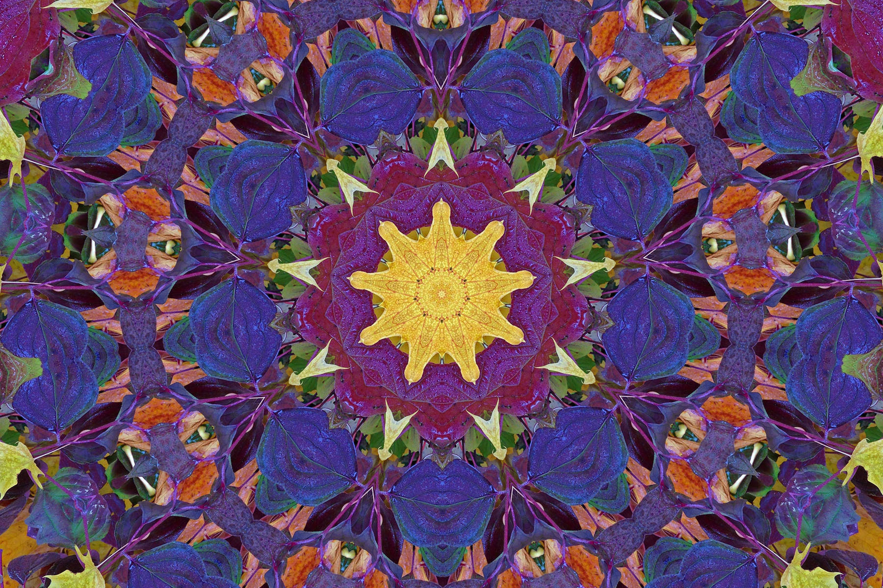 Studio Saturdays: Nature's Abundance Collages