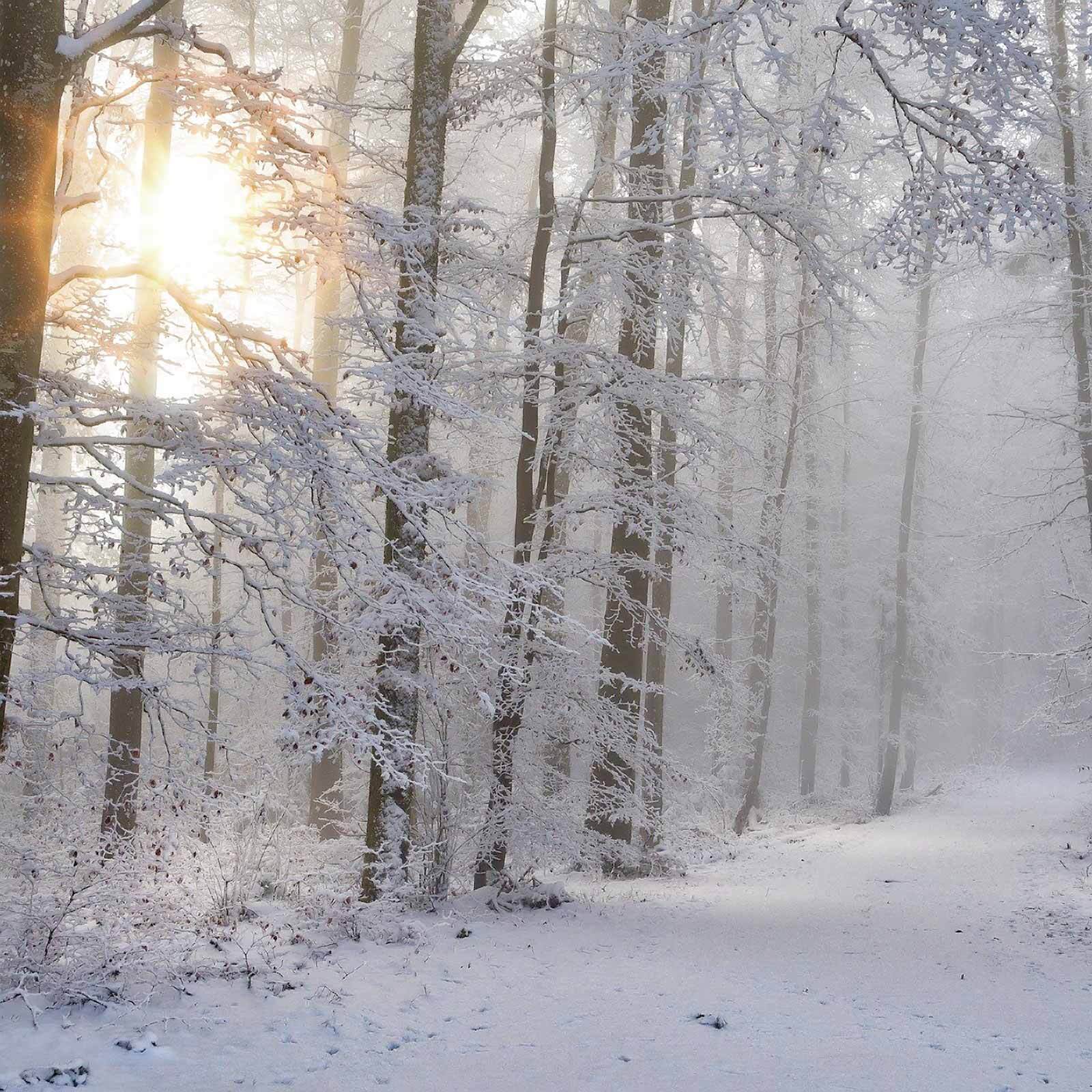 Sunlit rays shining through winter forest