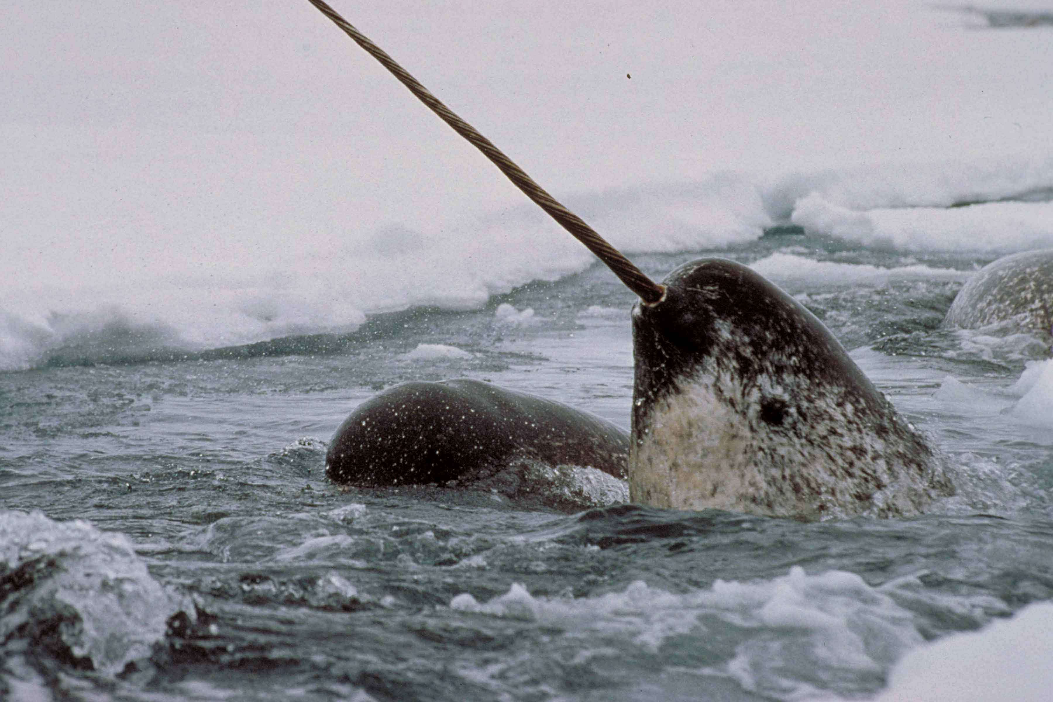Narwhal: Revealing an Arctic Legend