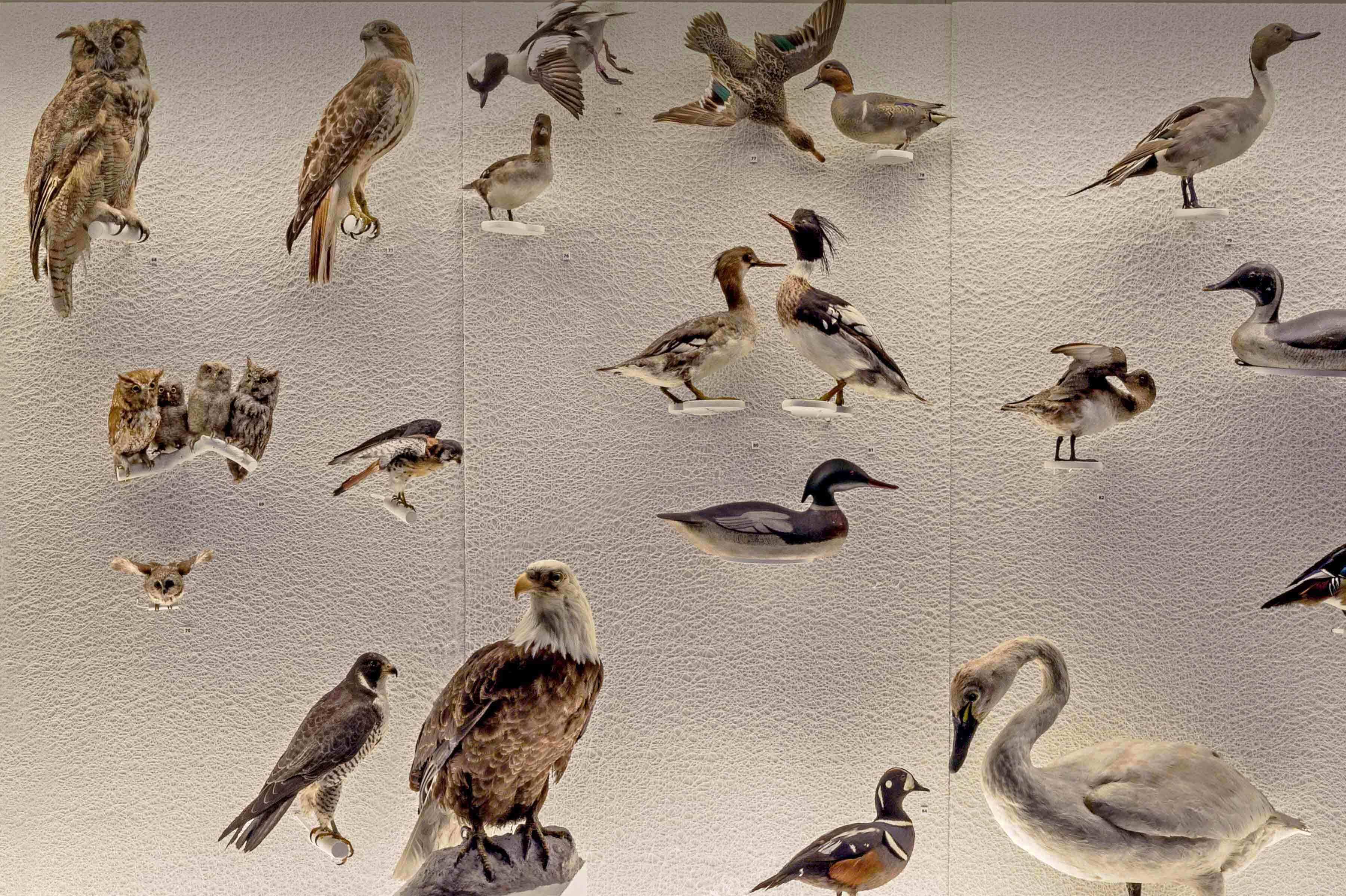 A wall of birds in a glass birdcase.