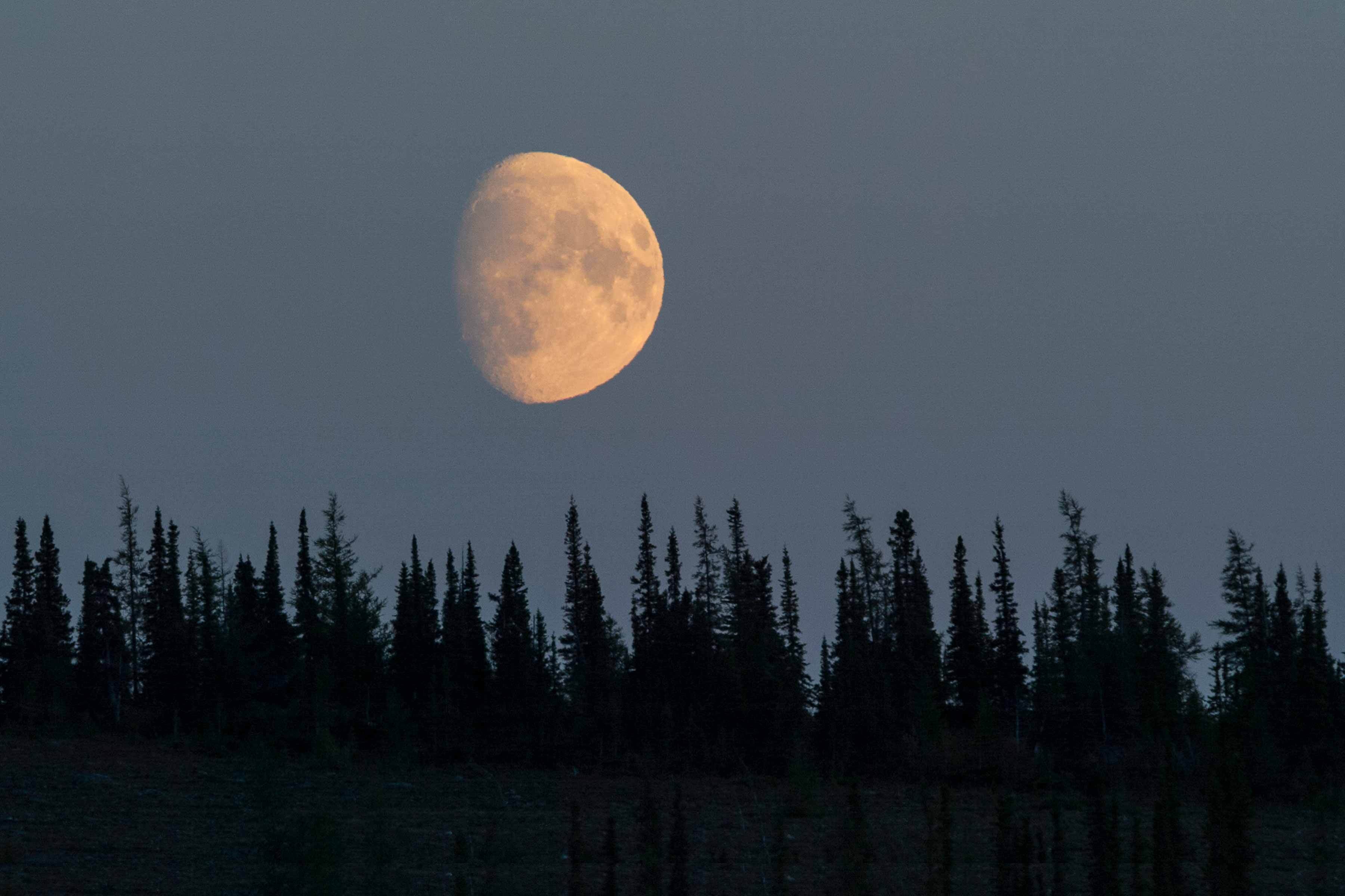 Knowing Nature: Stories of the Boreal Forest