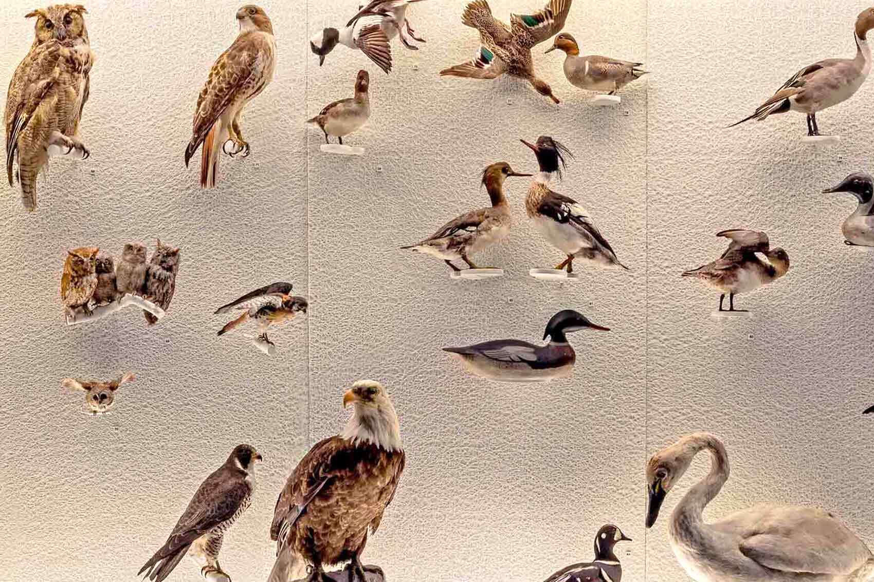 A wall of birds in a birdcase in the Pod