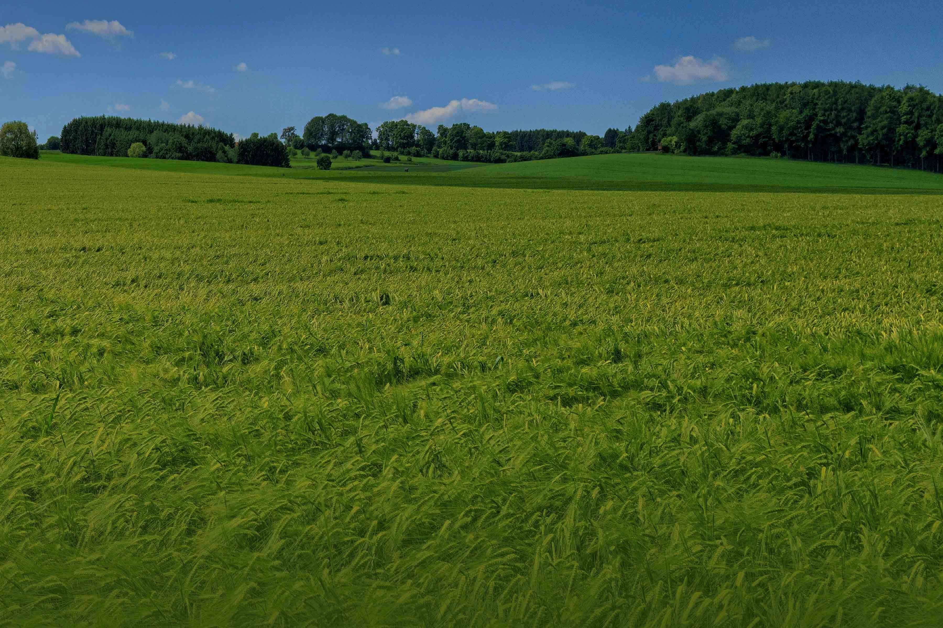 A green grassy field with trees on the horizon and blue sky
