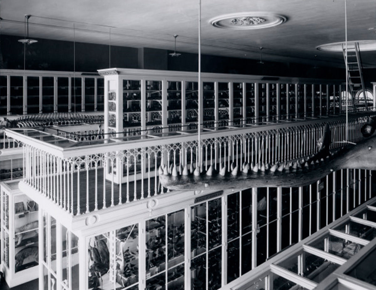 East India Marine Hall EIMH (Natural History Hall) 1908, looking southeast.