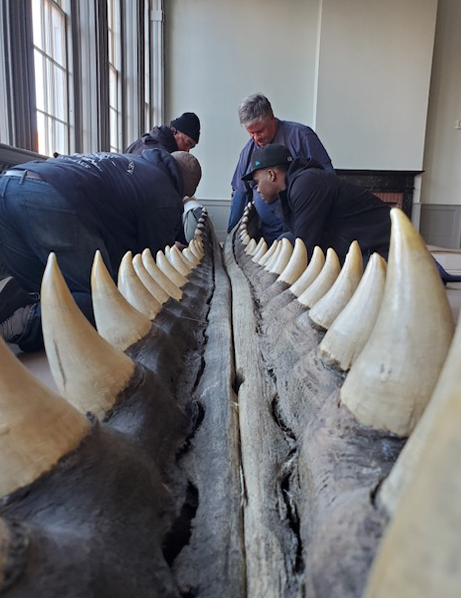 Lower jaw of a very large sperm whale (Physeter catodon), collected about 1832.