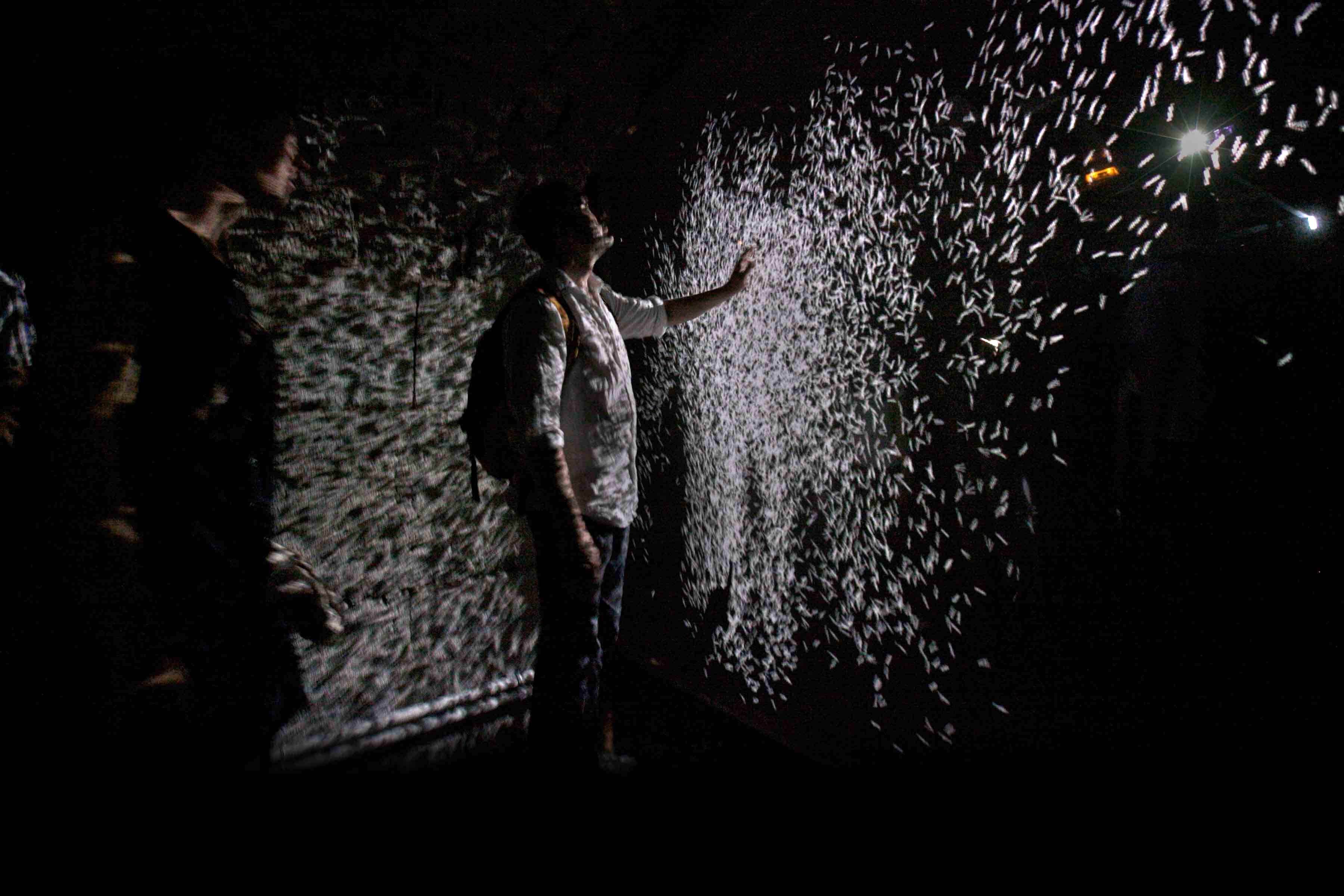 Immersive Digital Exhibition Inspired by Nature Opens at PEM