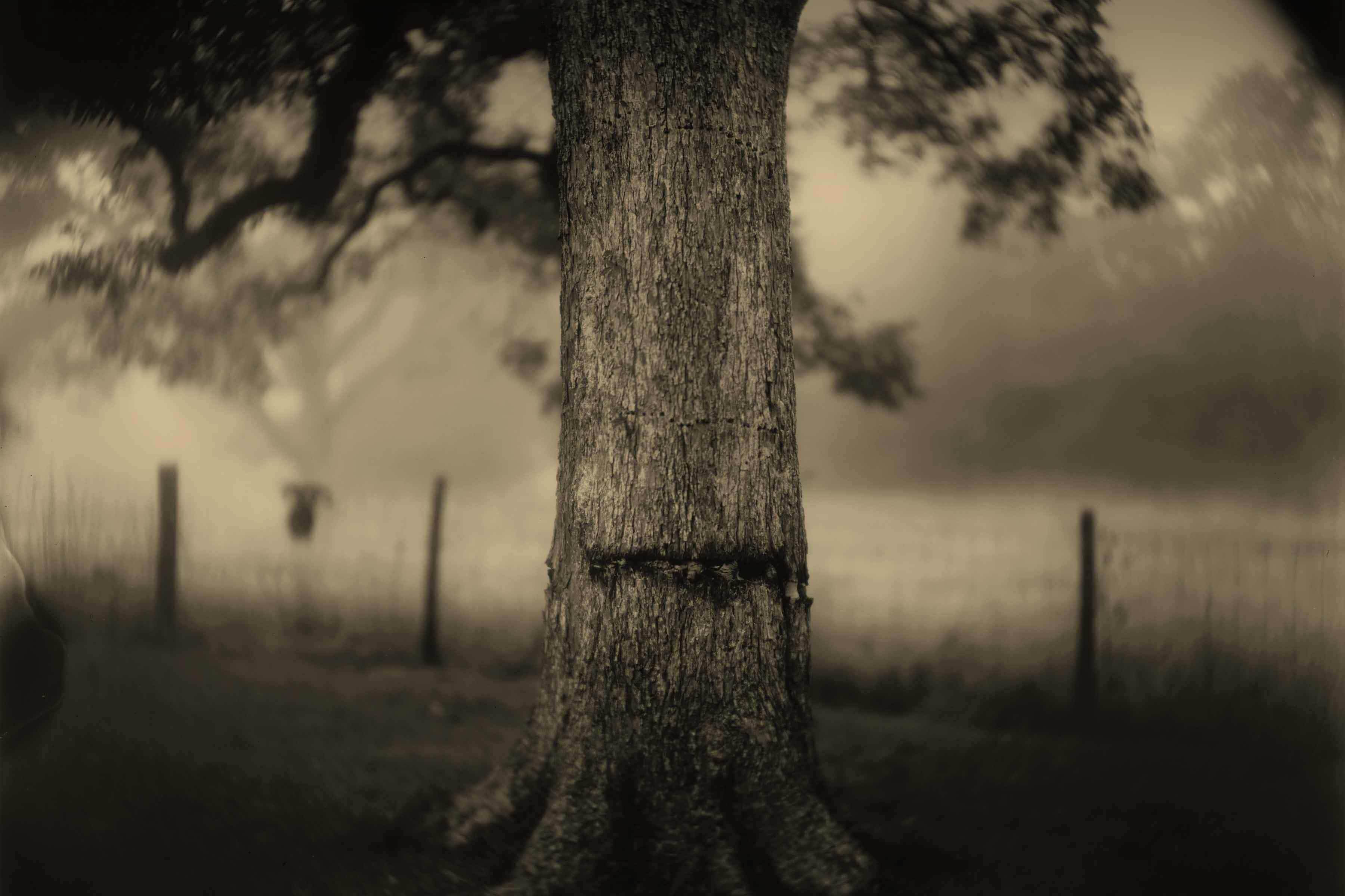 PEM Celebrates Distinguished American Photographer Sally Mann and Her Compelling Vision of the South