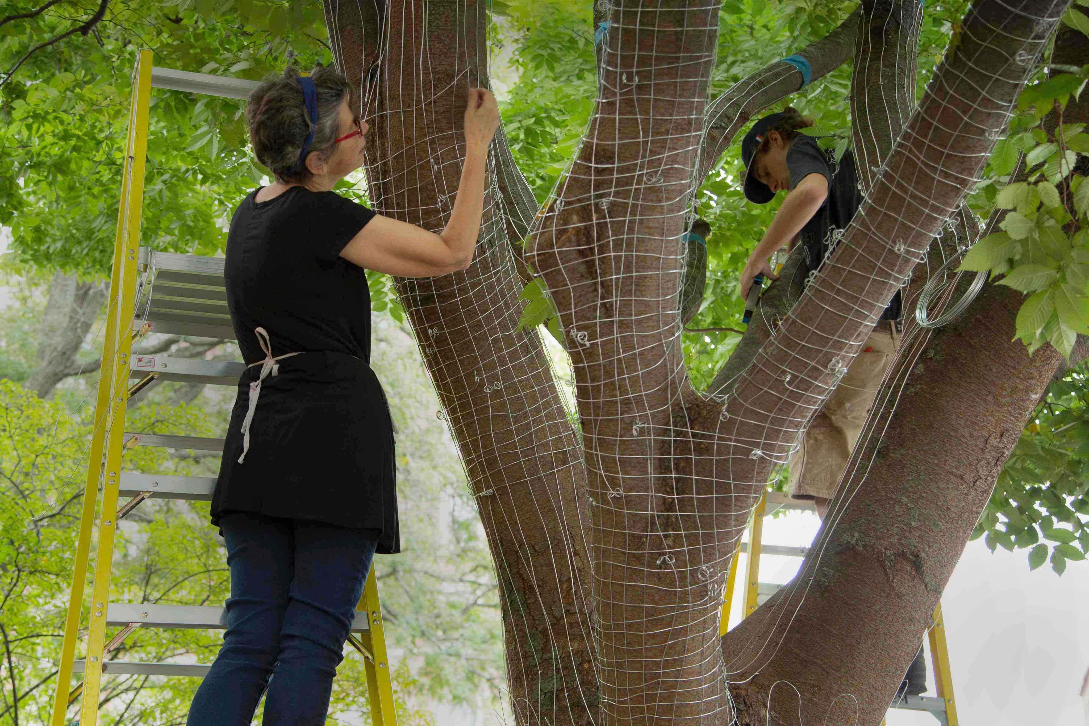 Sculptor Elizabeth Keithline making a wire weaving of a 30-year-old Japanese zelkova tree at PEM
