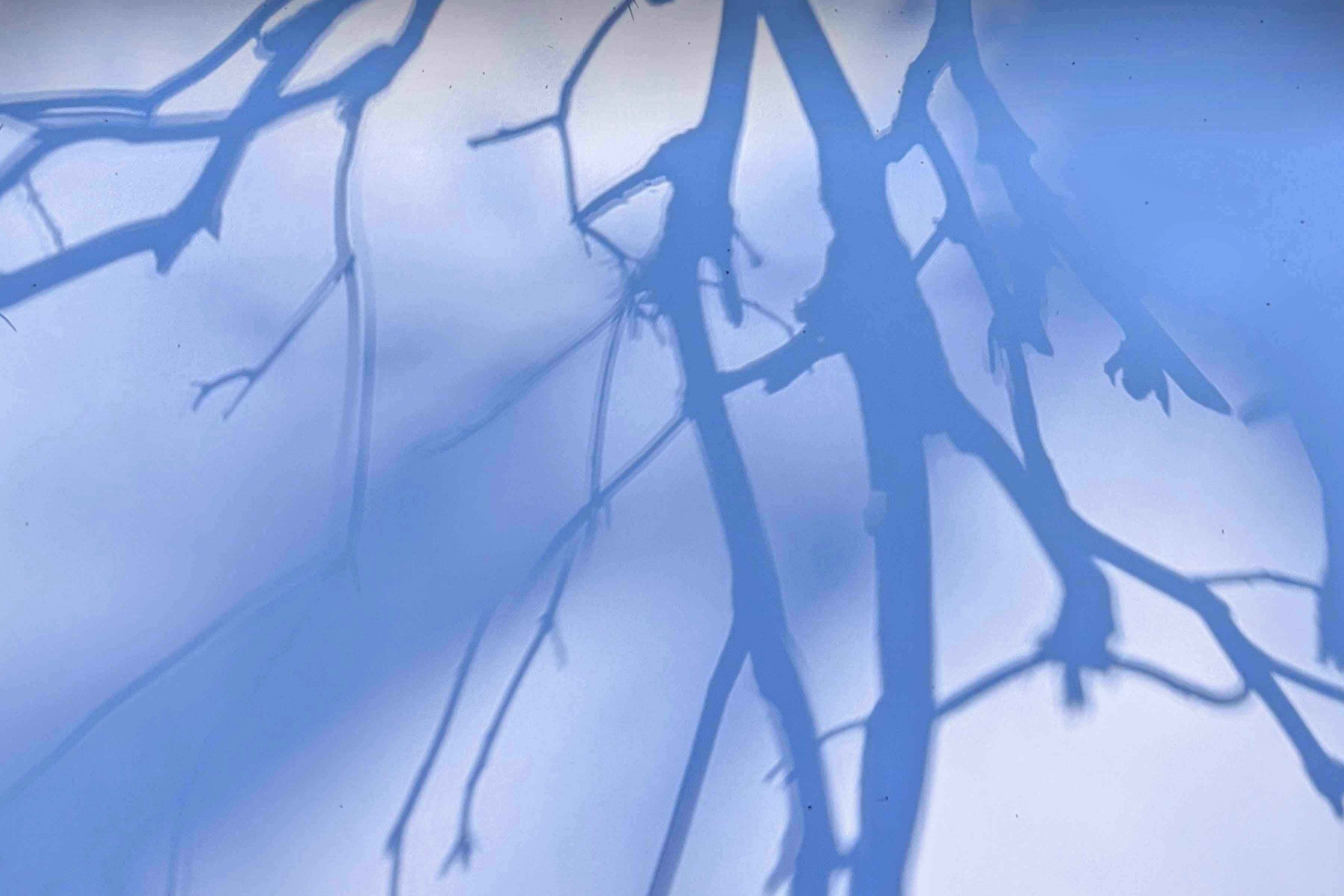 Shadow drawing in nature