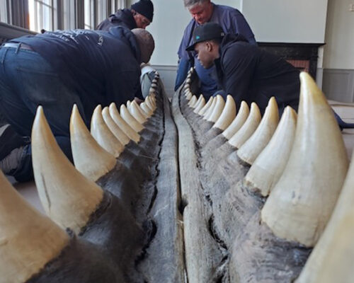 Lower jaw of a very large sperm whale (Physeter catodon), collected about 1832.