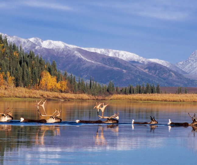 <h1>Journey deep into the trees with <em>Knowing Nature: Stories of the Boreal Forest</em></h1>