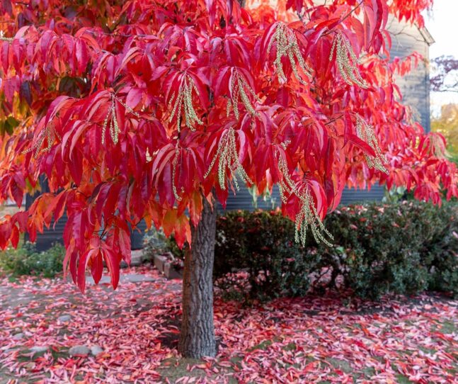 <p>Tree trekking around PEM’s campus with our Horticulture and Grounds team</p>